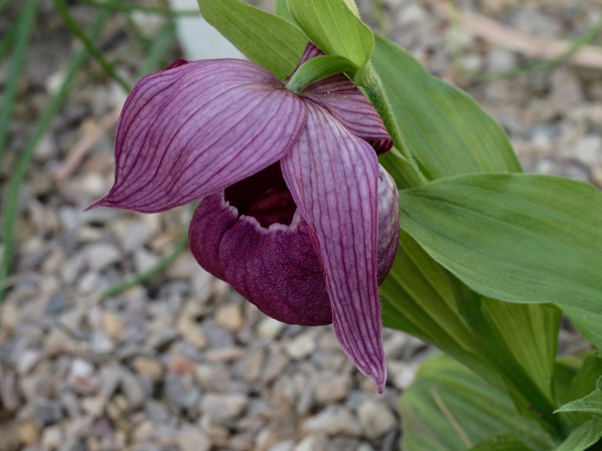 Image of Cypripedium tibeticum