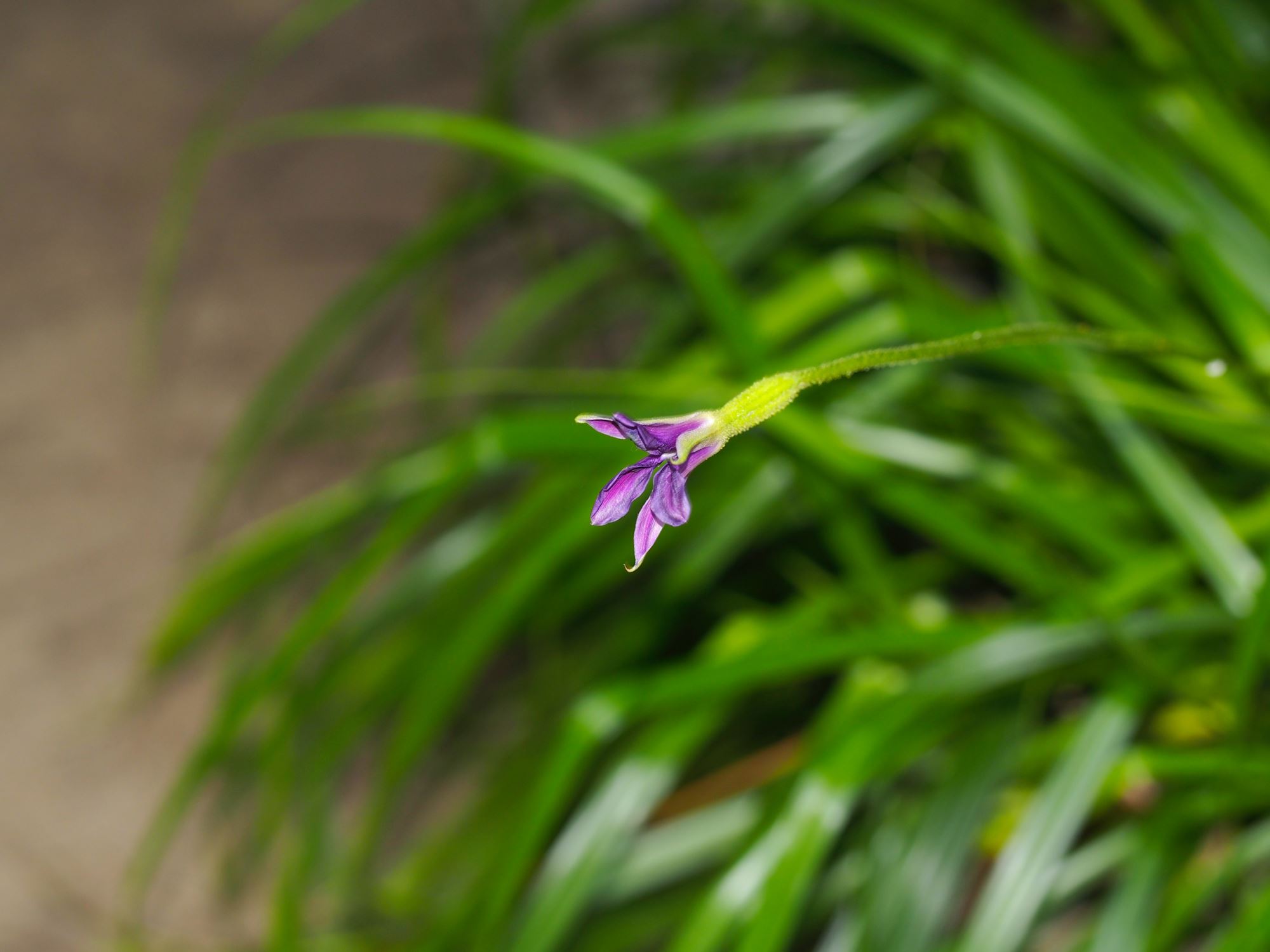Image of Barbacenia brasiliensis