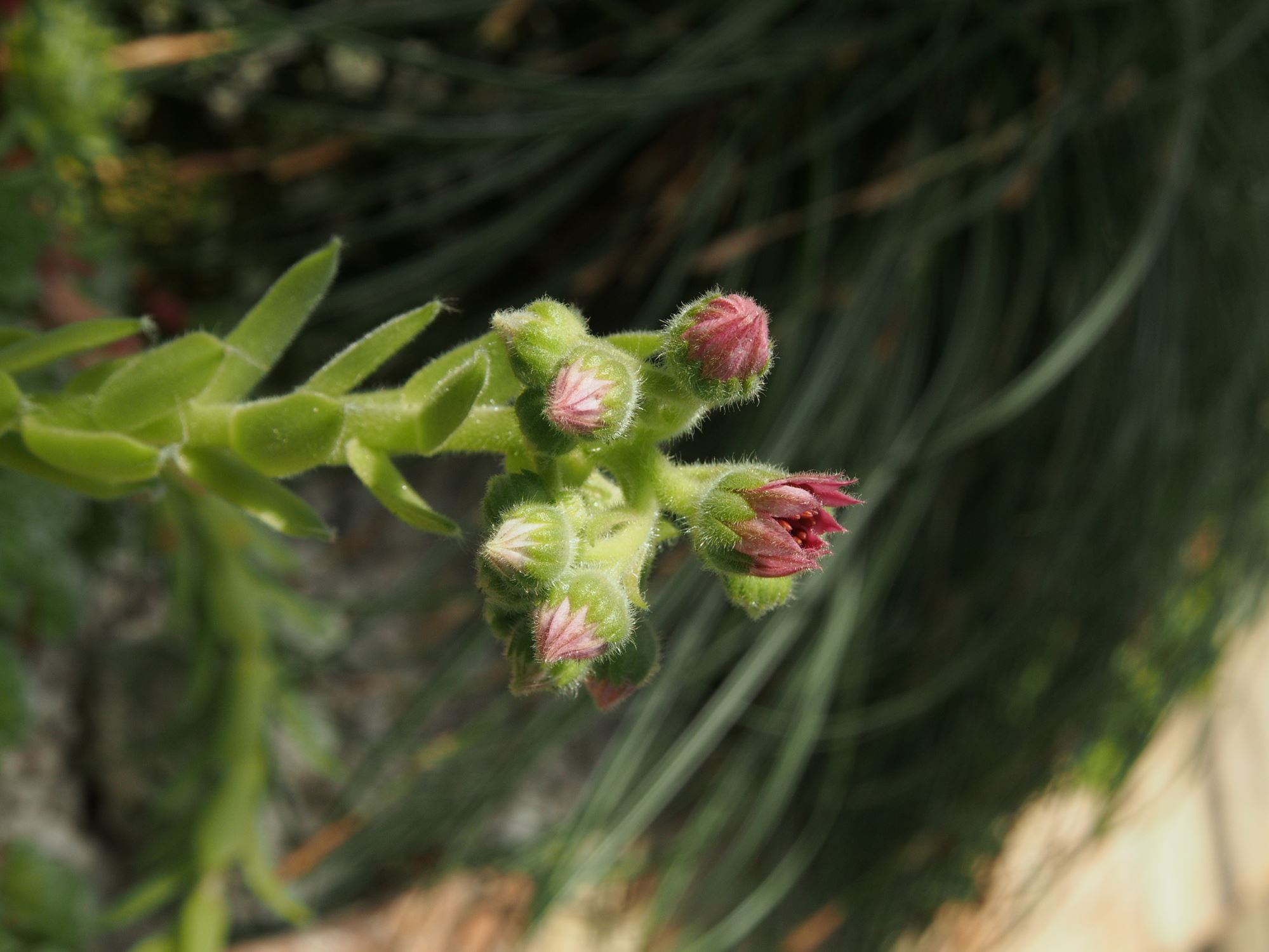 Image of Sempervivum 'Kramer's Spinard'