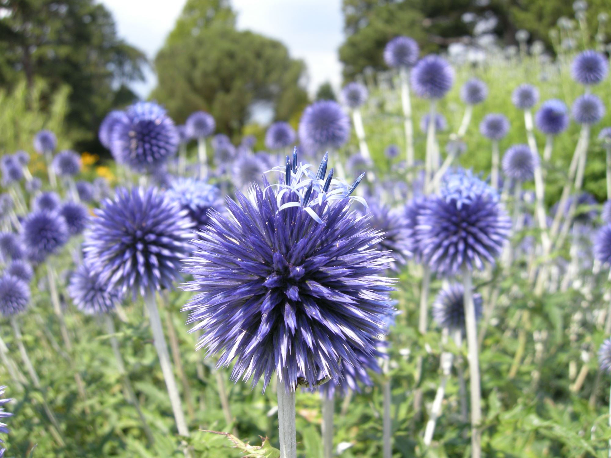Image of Echinops ritro