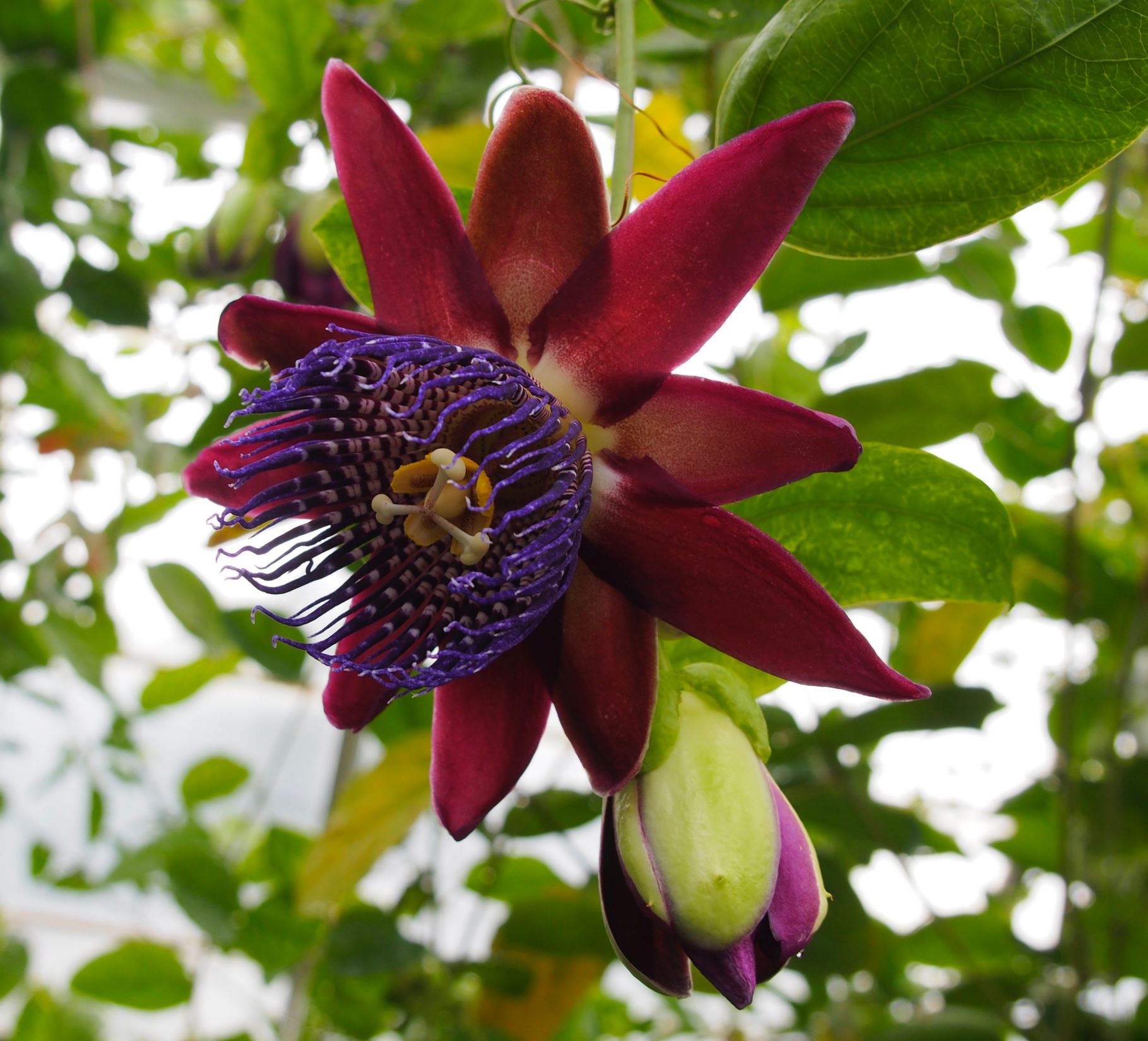 Image of Passiflora trialata