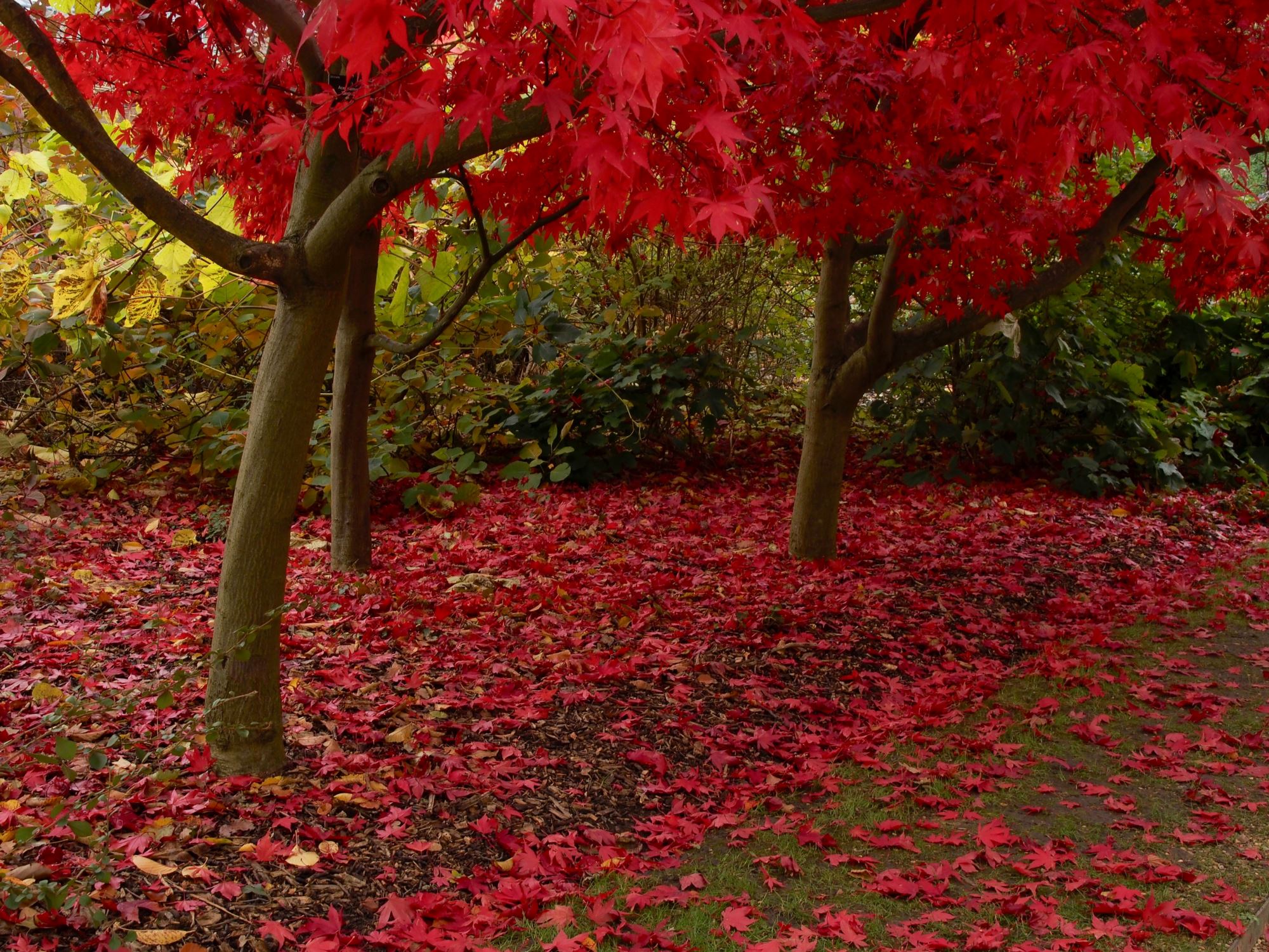 Image of Acer palmatum 'Osakazuki'