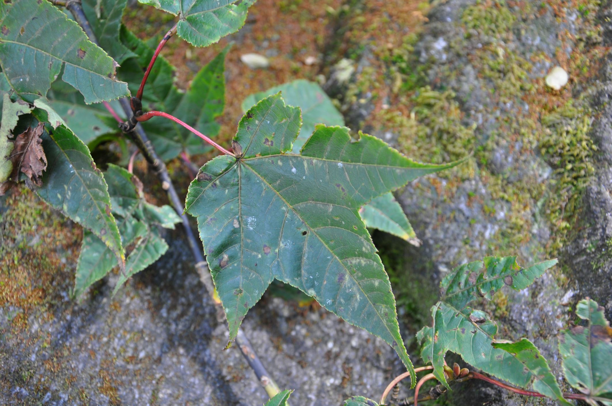 Image of Acer pectinatum