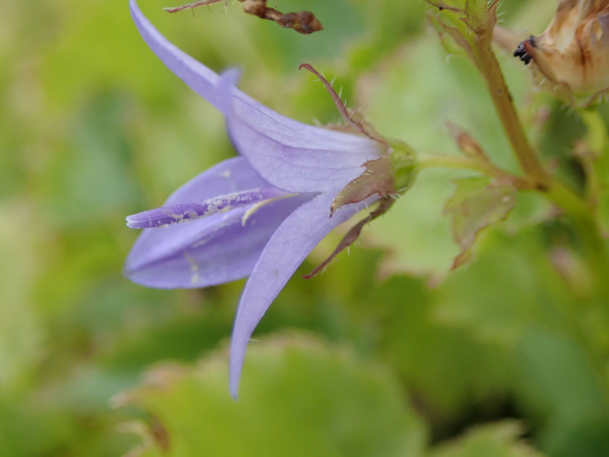 Image of Campanula poscharskyana
