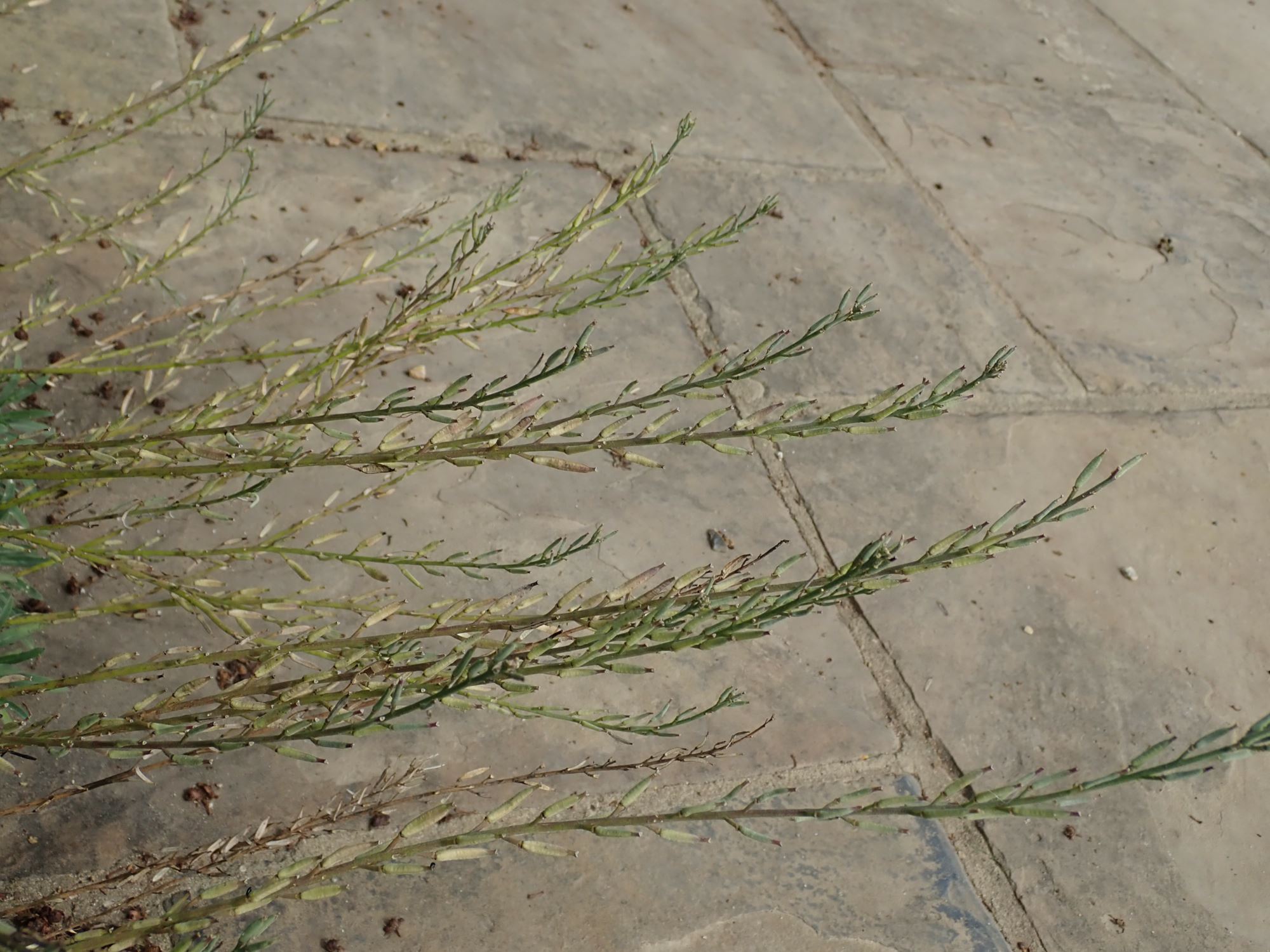Image of Erysimum scoparium