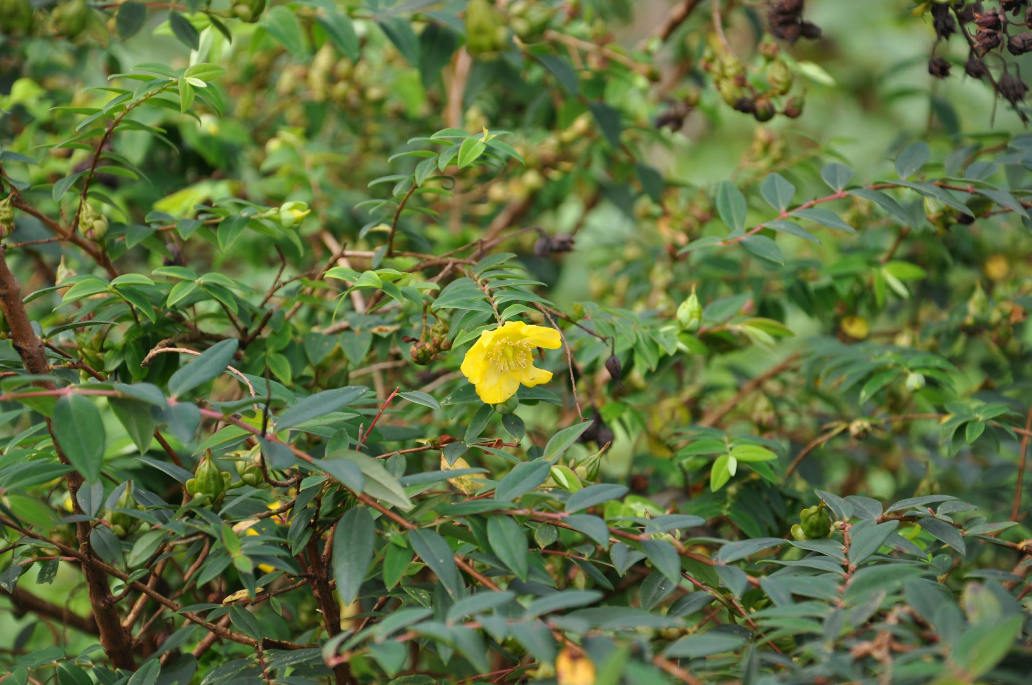 Image of Hypericum sp.