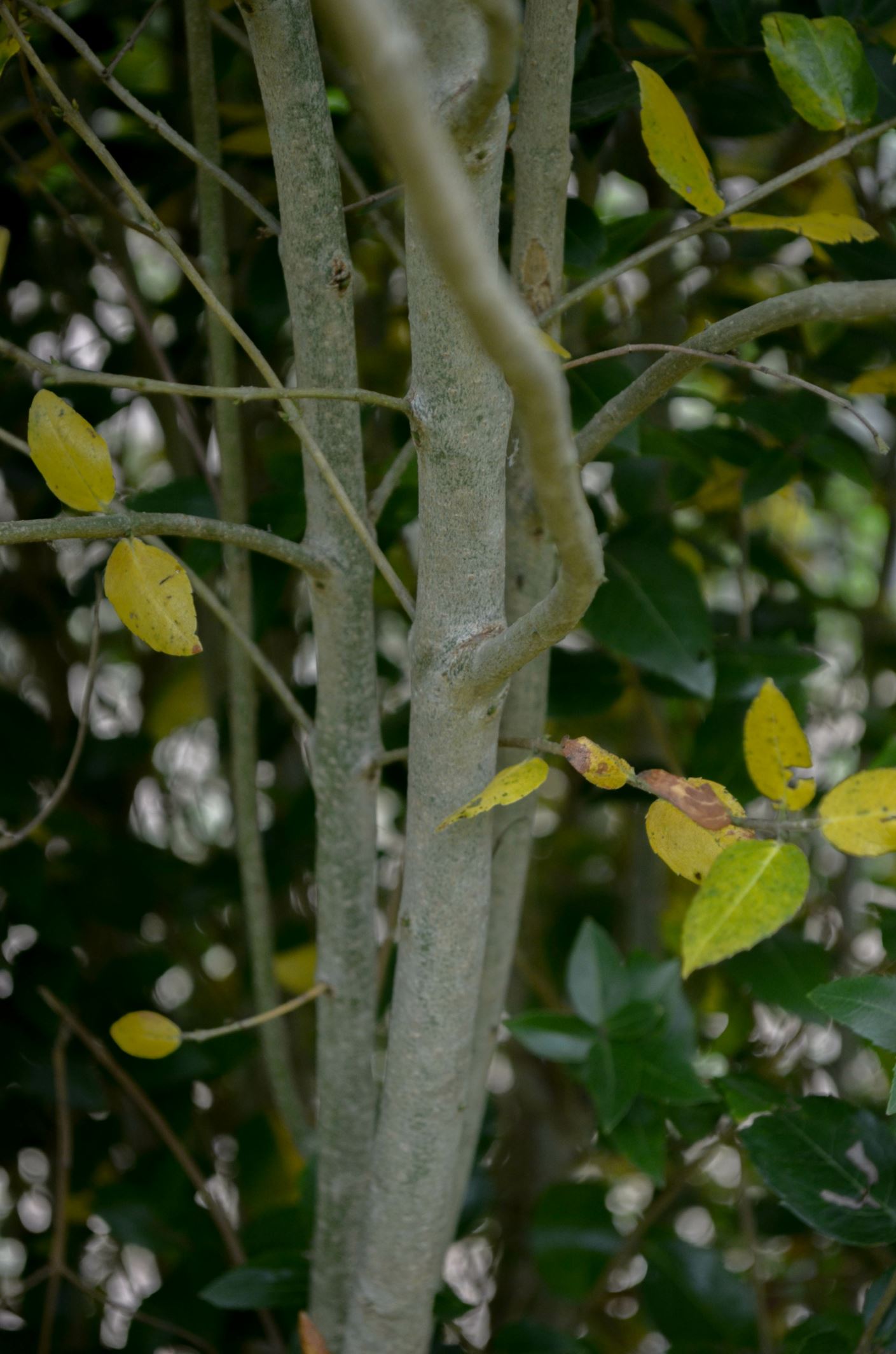 Image of Phillyrea latifolia
