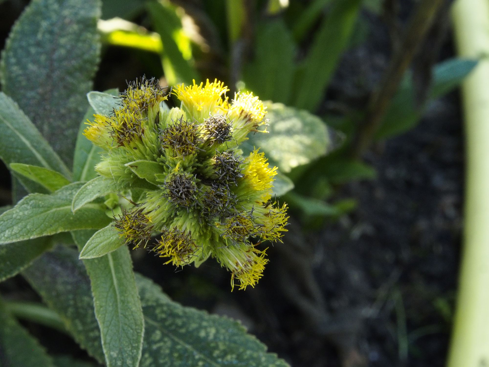 Image of Inula thapsoides