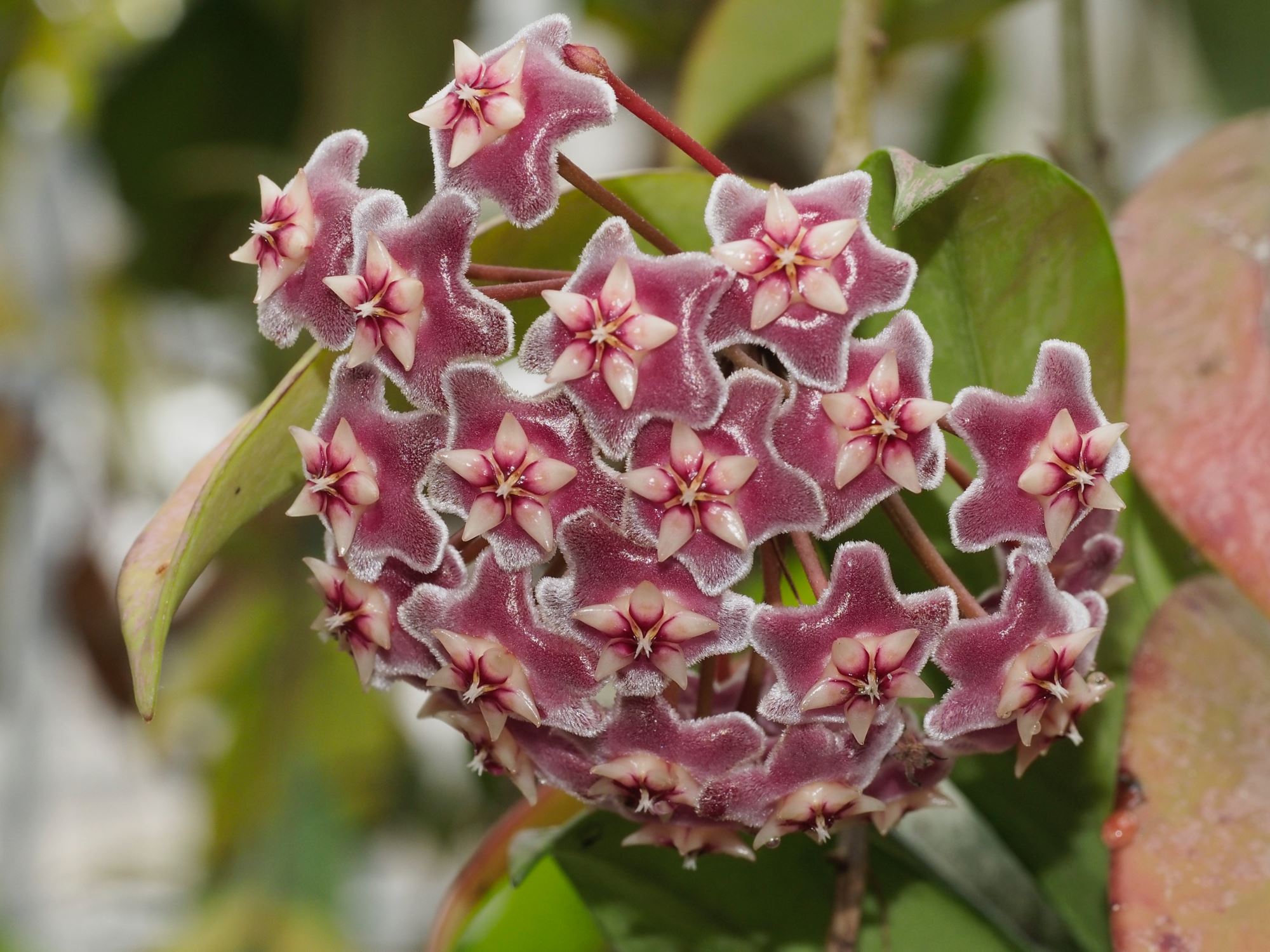 Image of Hoya lacunosa