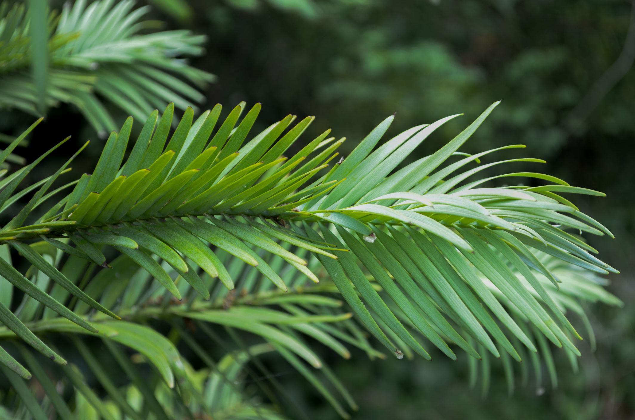 Image of Wollemia nobilis