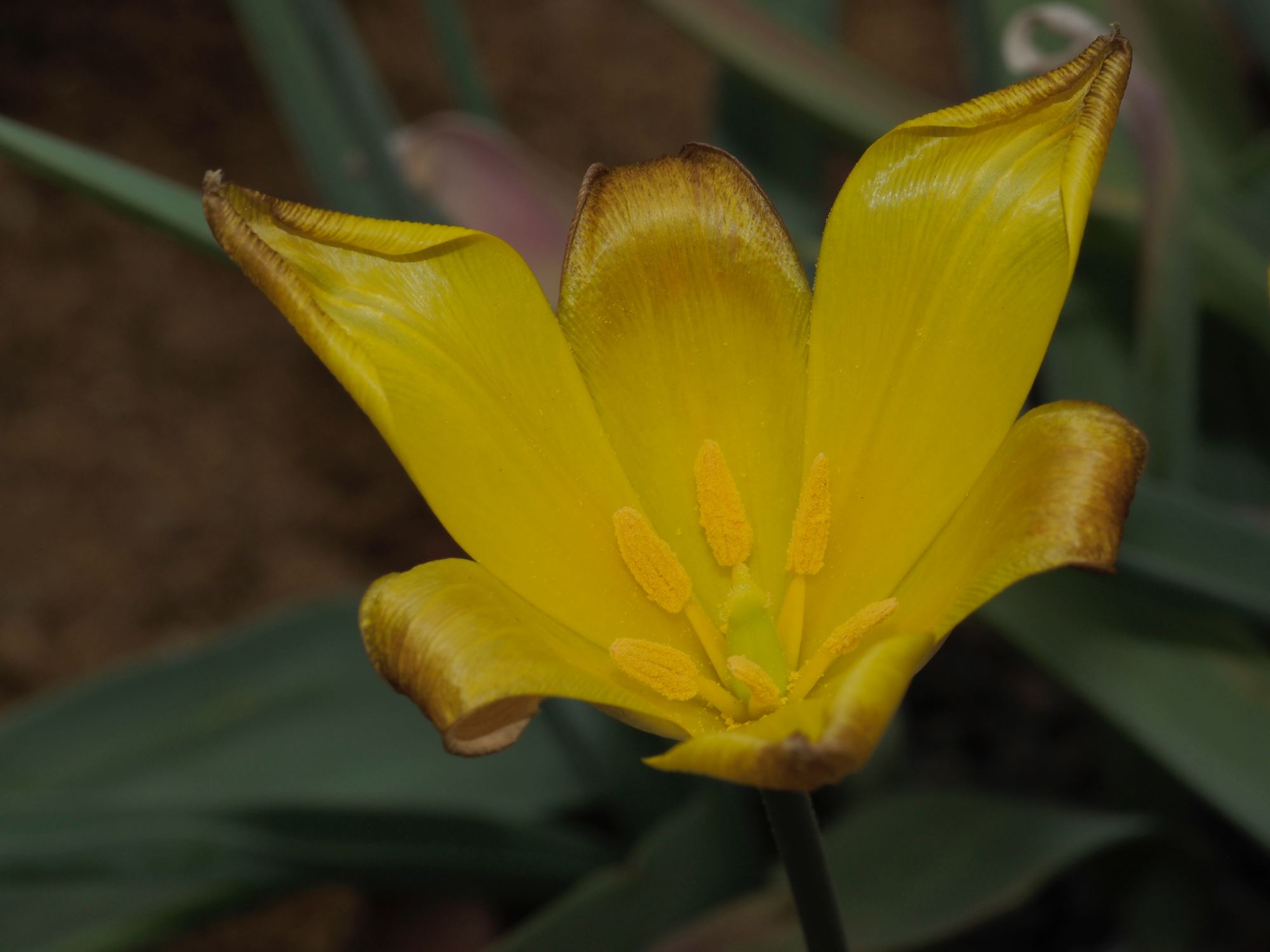 Image of Tulipa iliensis