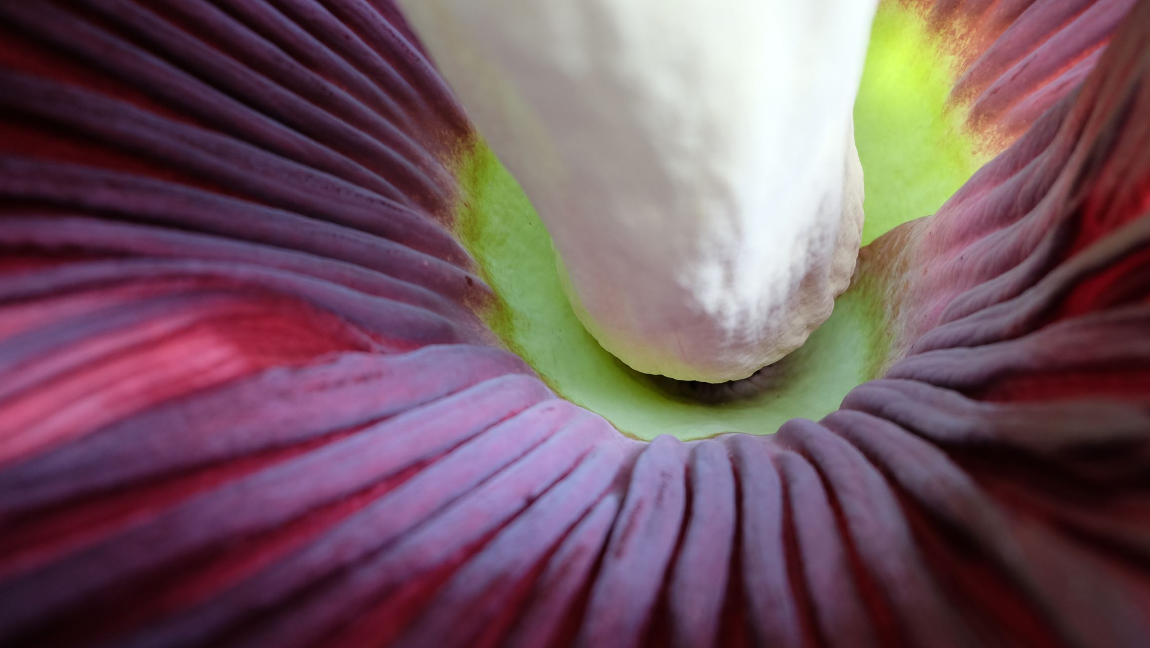 Image of Amorphophallus titanum