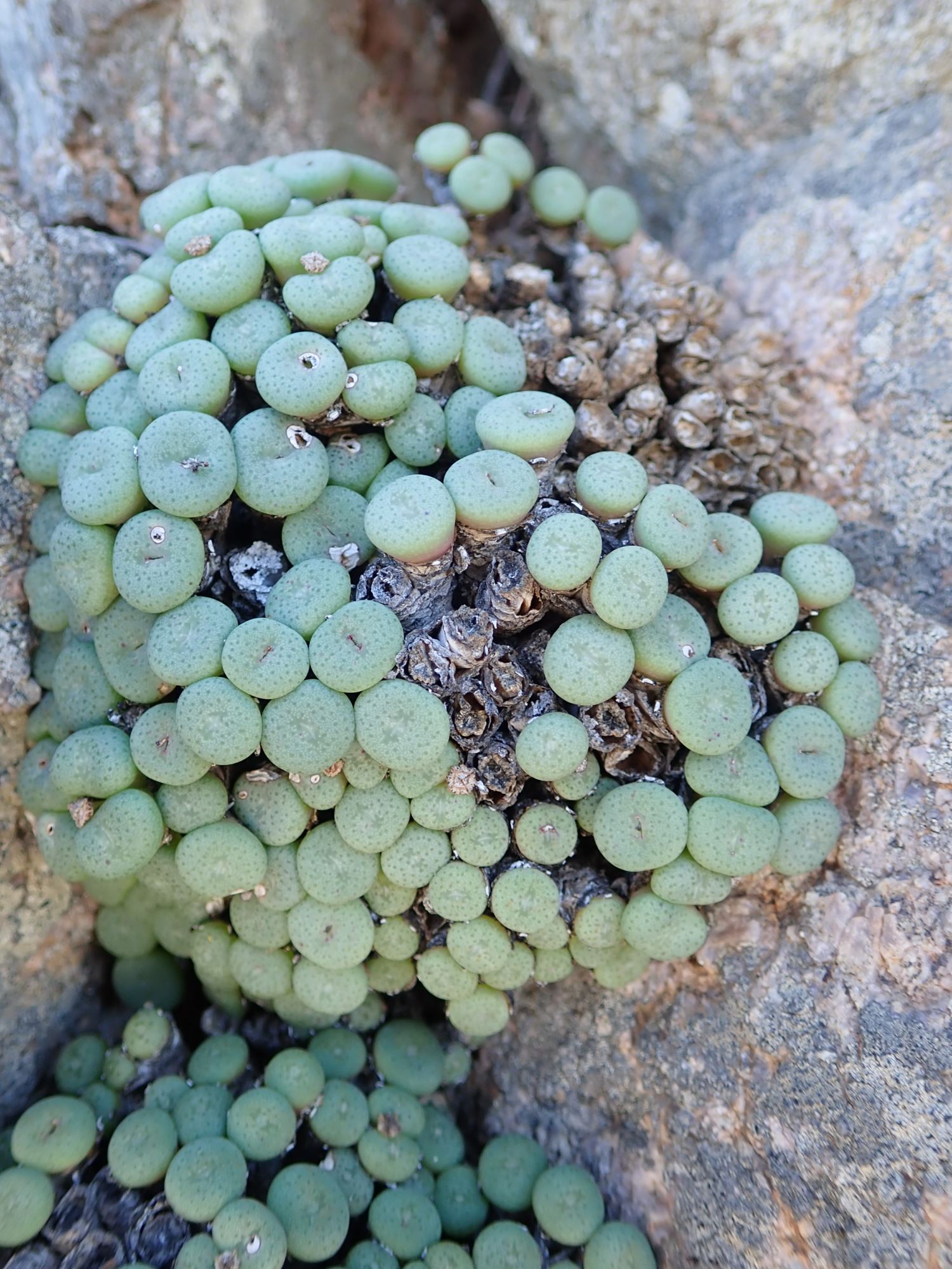 Image of Conophytum reconditum