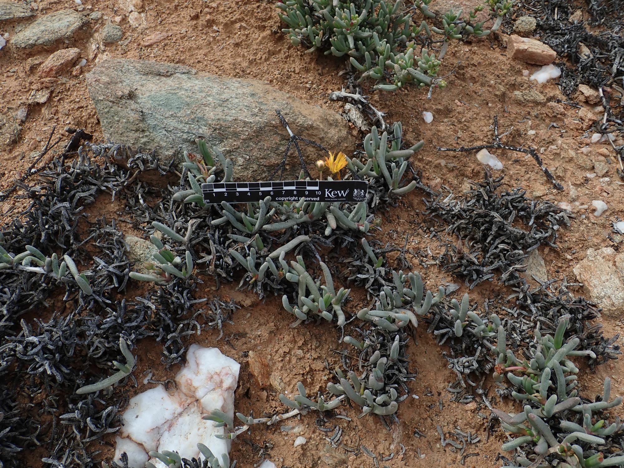 Image of Cephalophyllum ebracteatum
