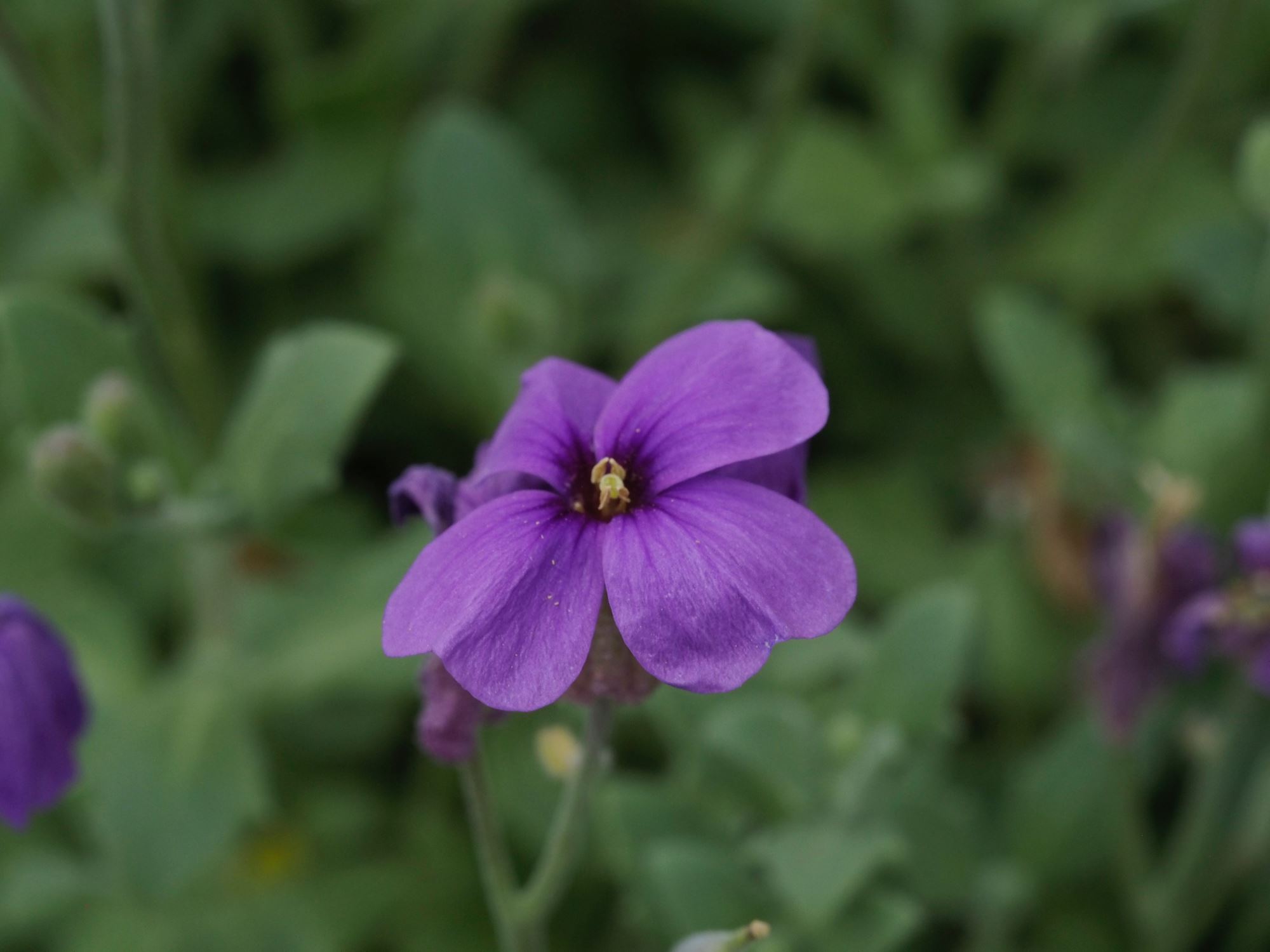 Image of Aubrieta deltoidea