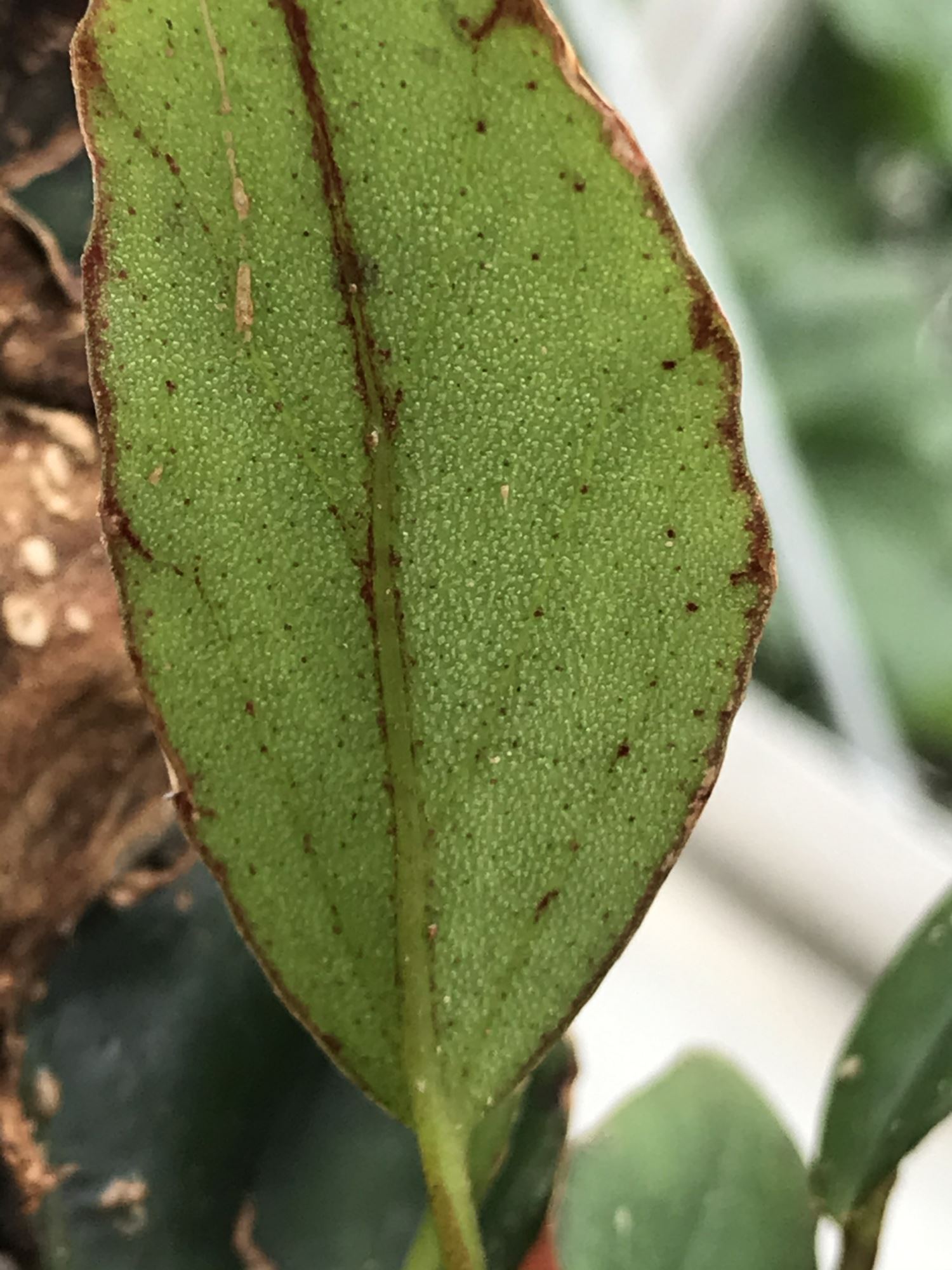 Image of Begonia longipetiolata
