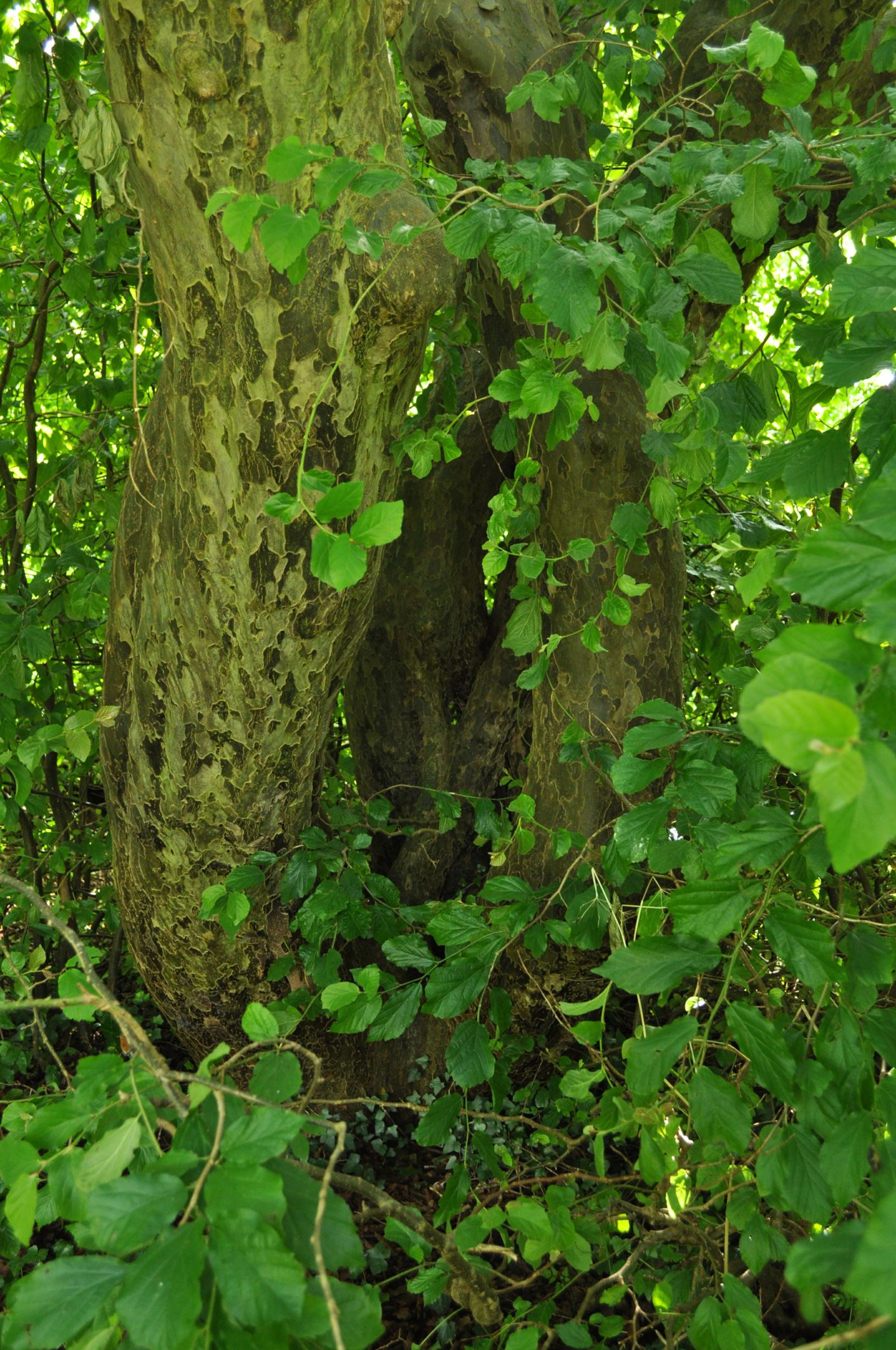 Image of Parrotia persica