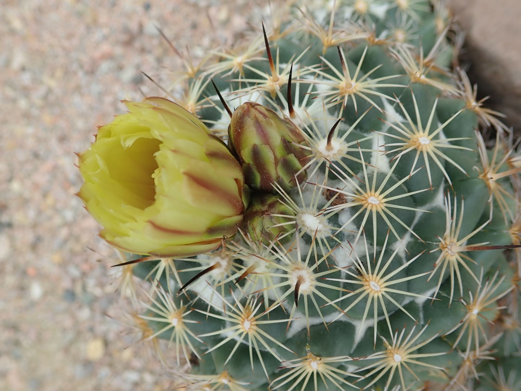 Image of Coryphantha cornifera