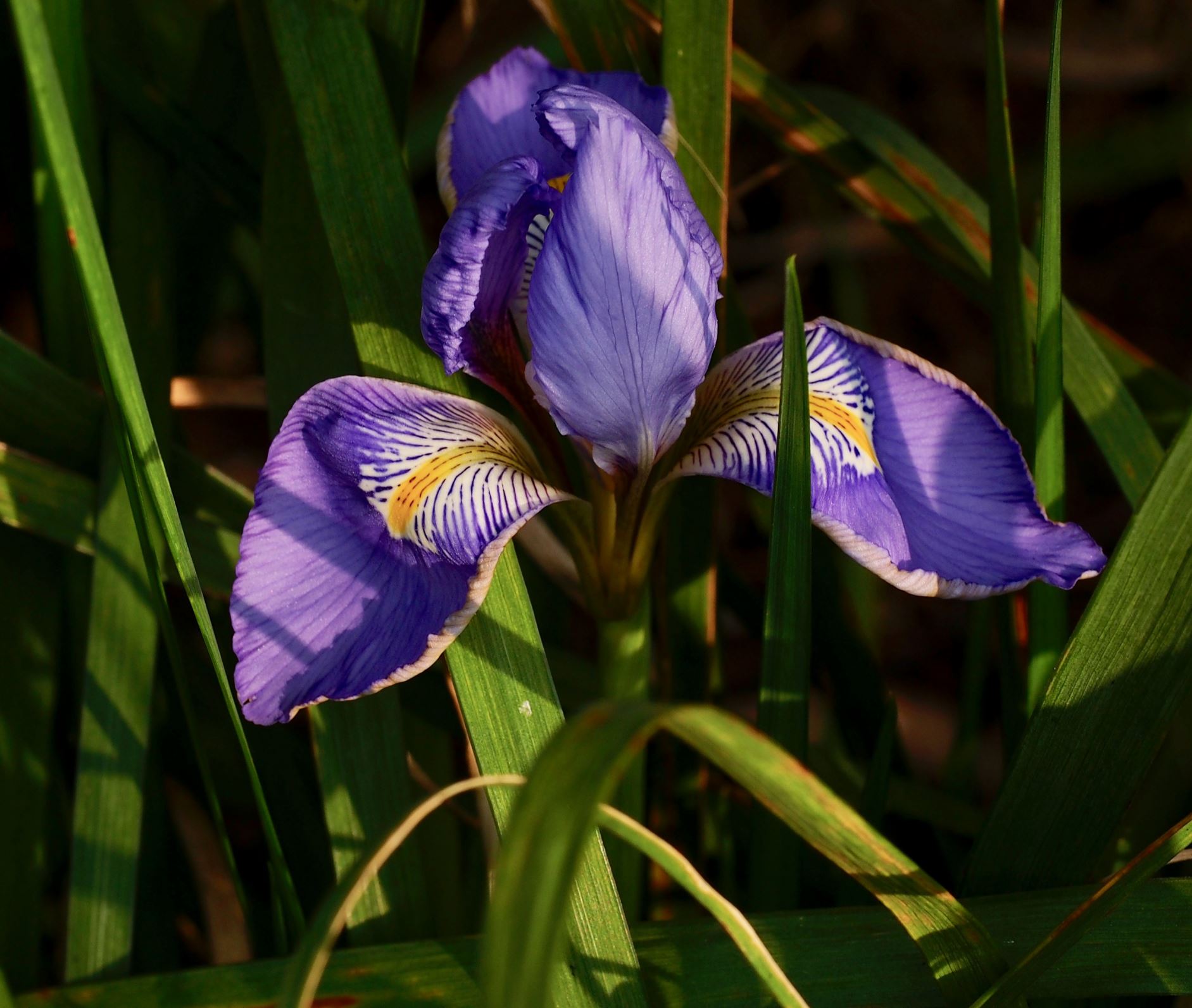Image of Iris unguicularis