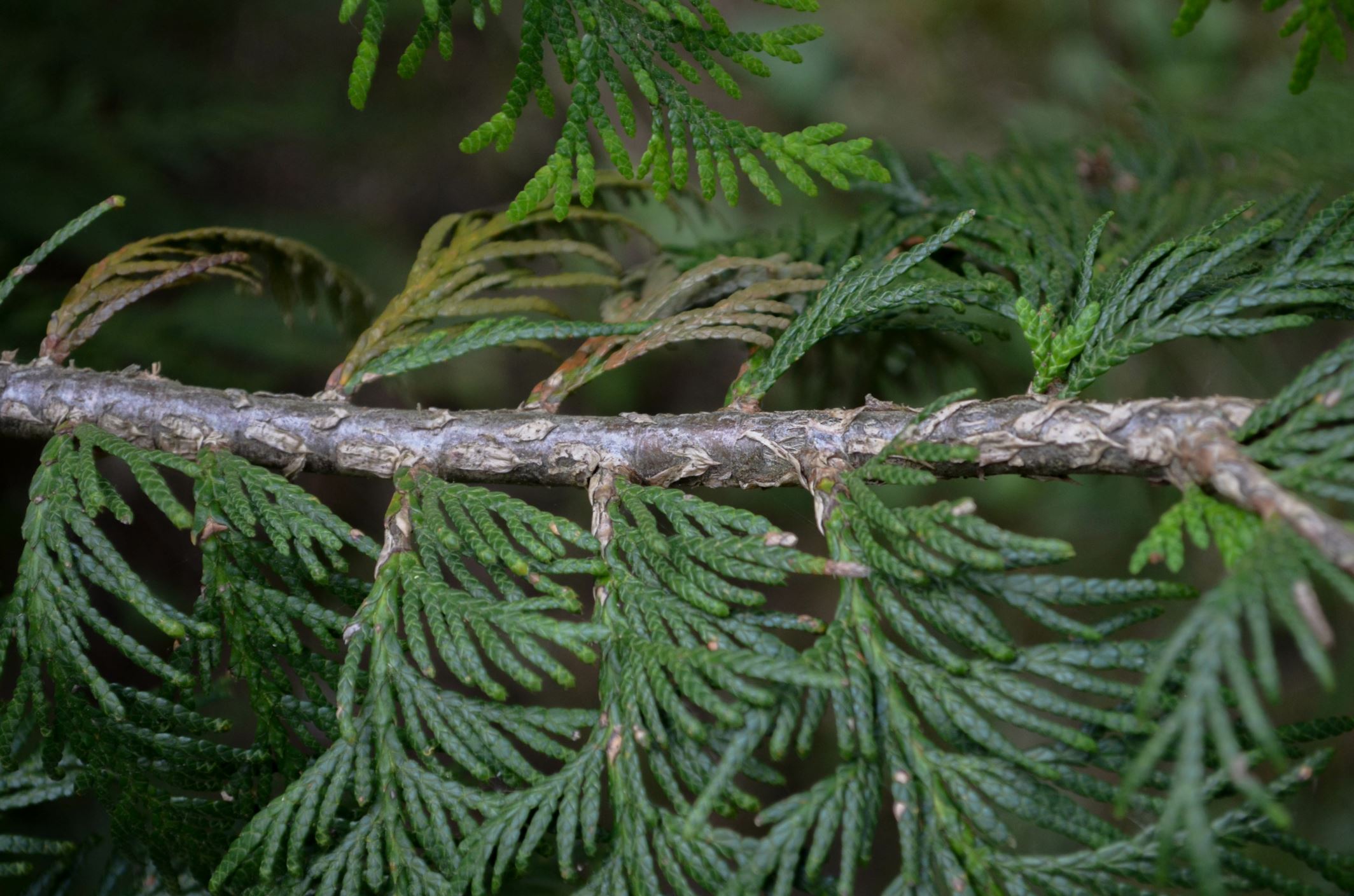 Image of Thuja plicata