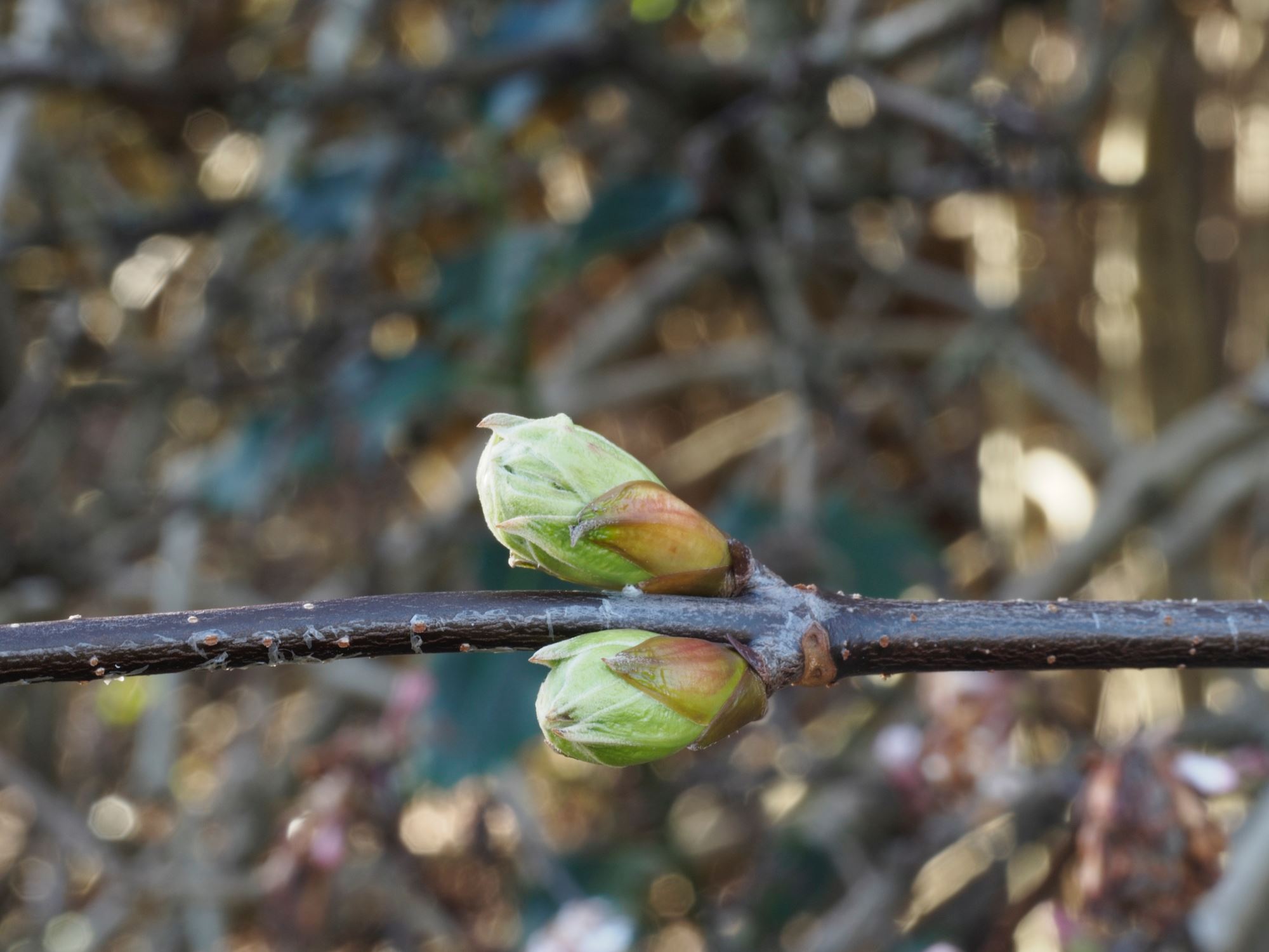 Image of Viburnum grandiflorum