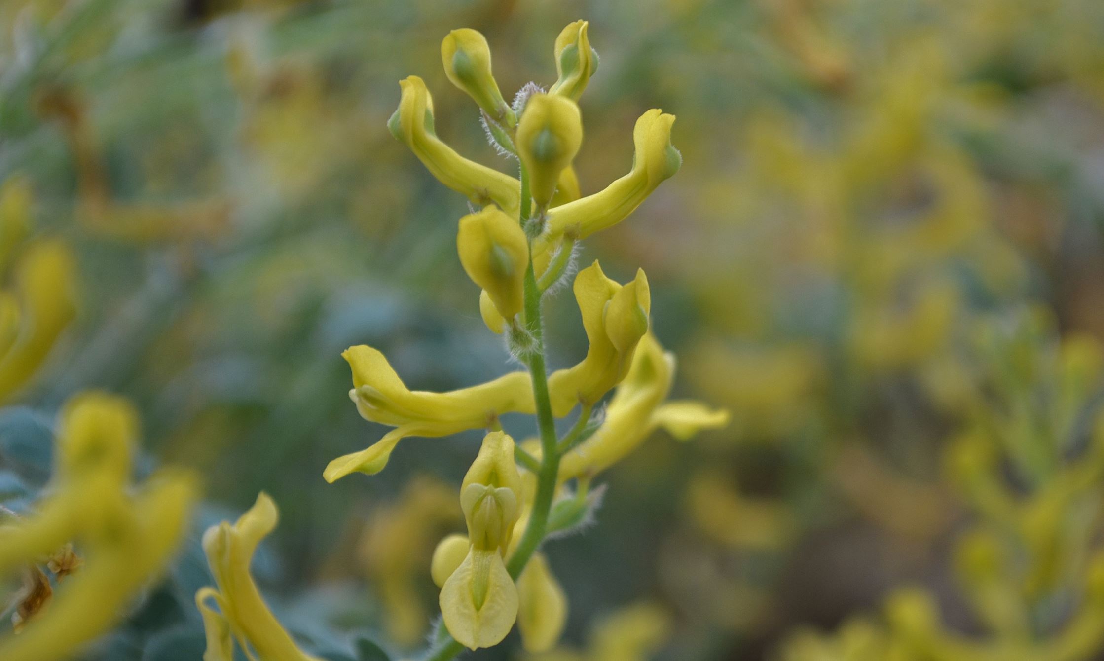 Image of Corydalis tomentella