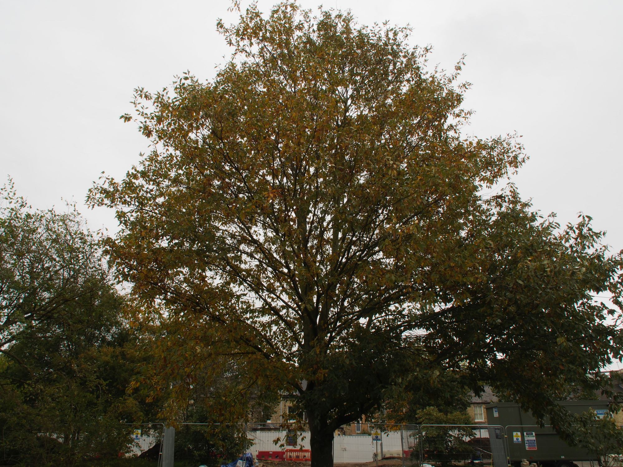 Image of Quercus castaneifolia