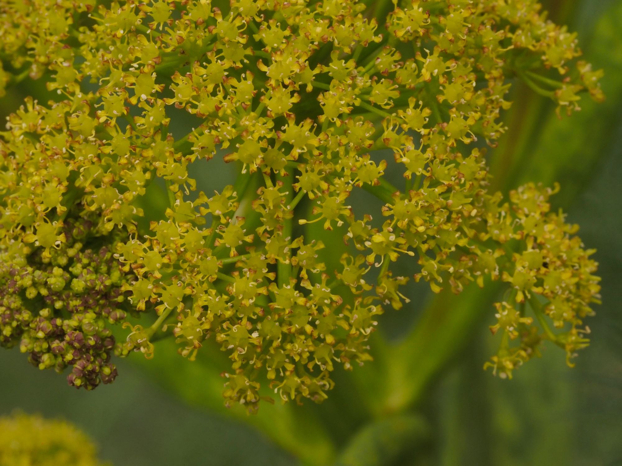 Image of Ferula communis
