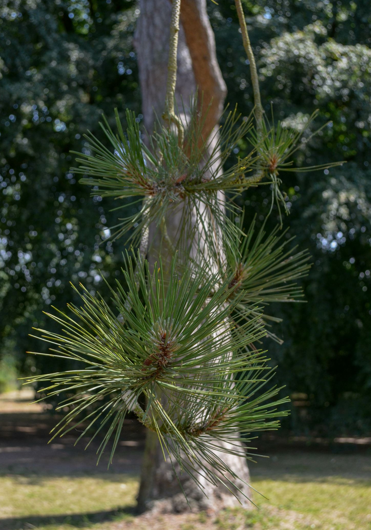 Image of Pinus nigra subsp. salzmannii