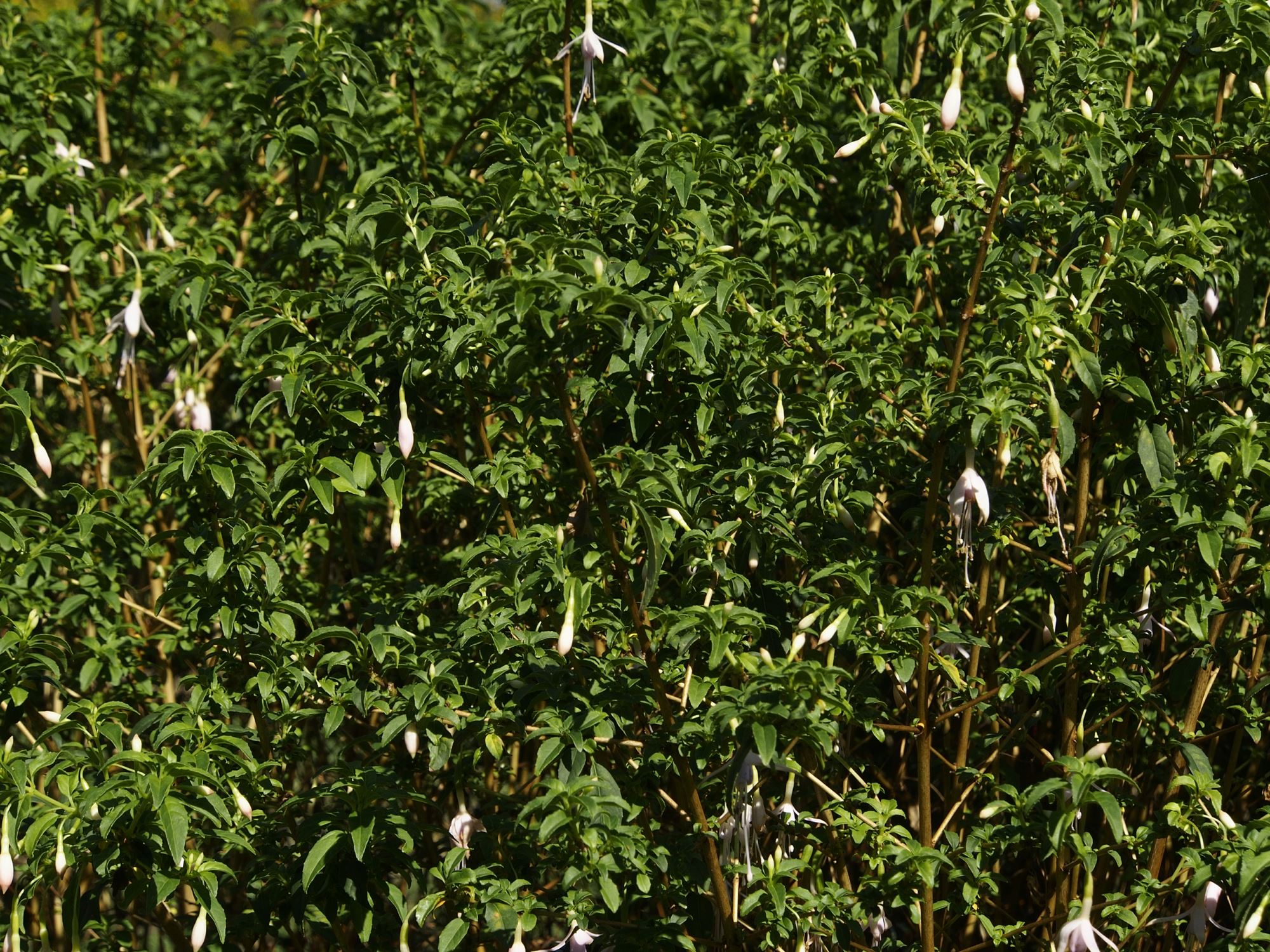 Image of Fuchsia magellanica var. molinae