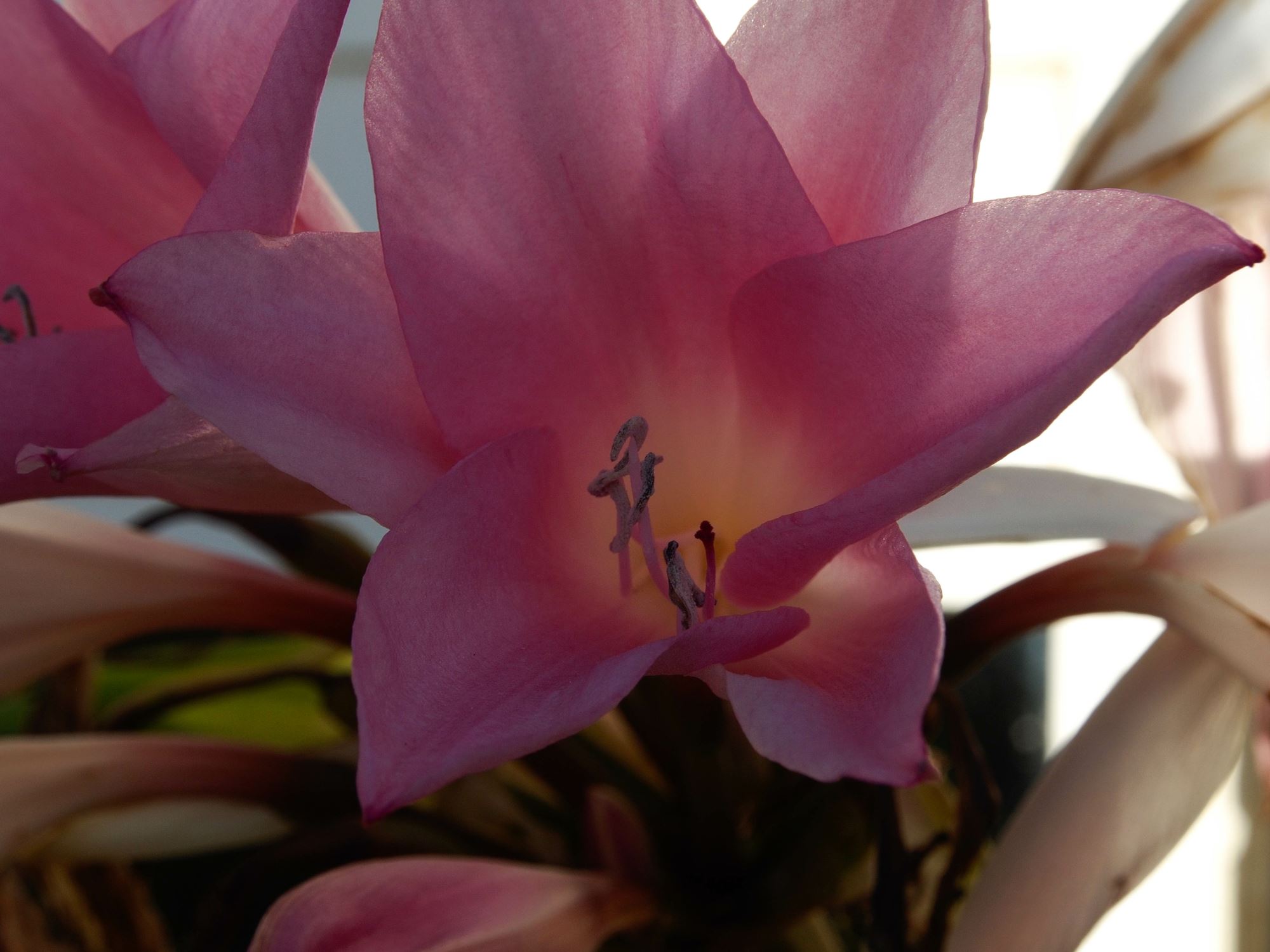 Image of Ã— Amarcrinum memoria-corsii 'Howardii'