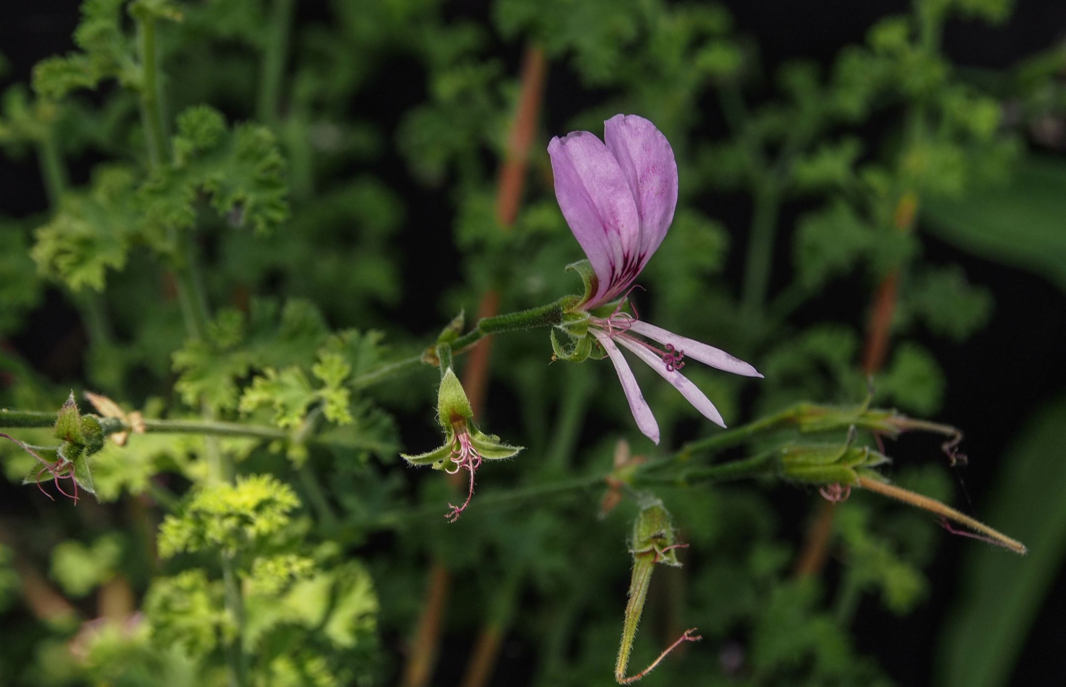Image of Pelargonium crispum