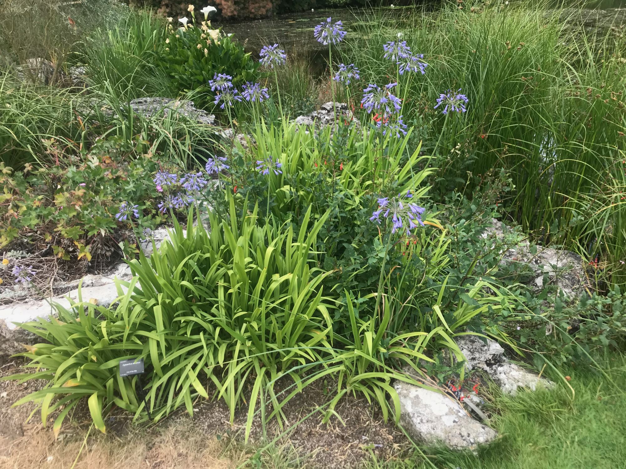 Image of Agapanthus africanus subsp. africanus