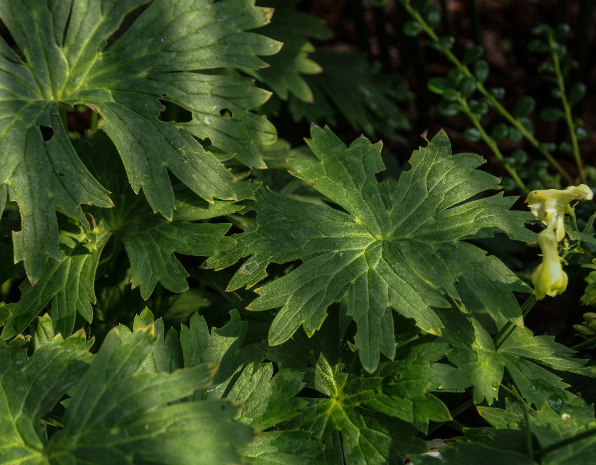 Image of Aconitum anthora subsp. anthora