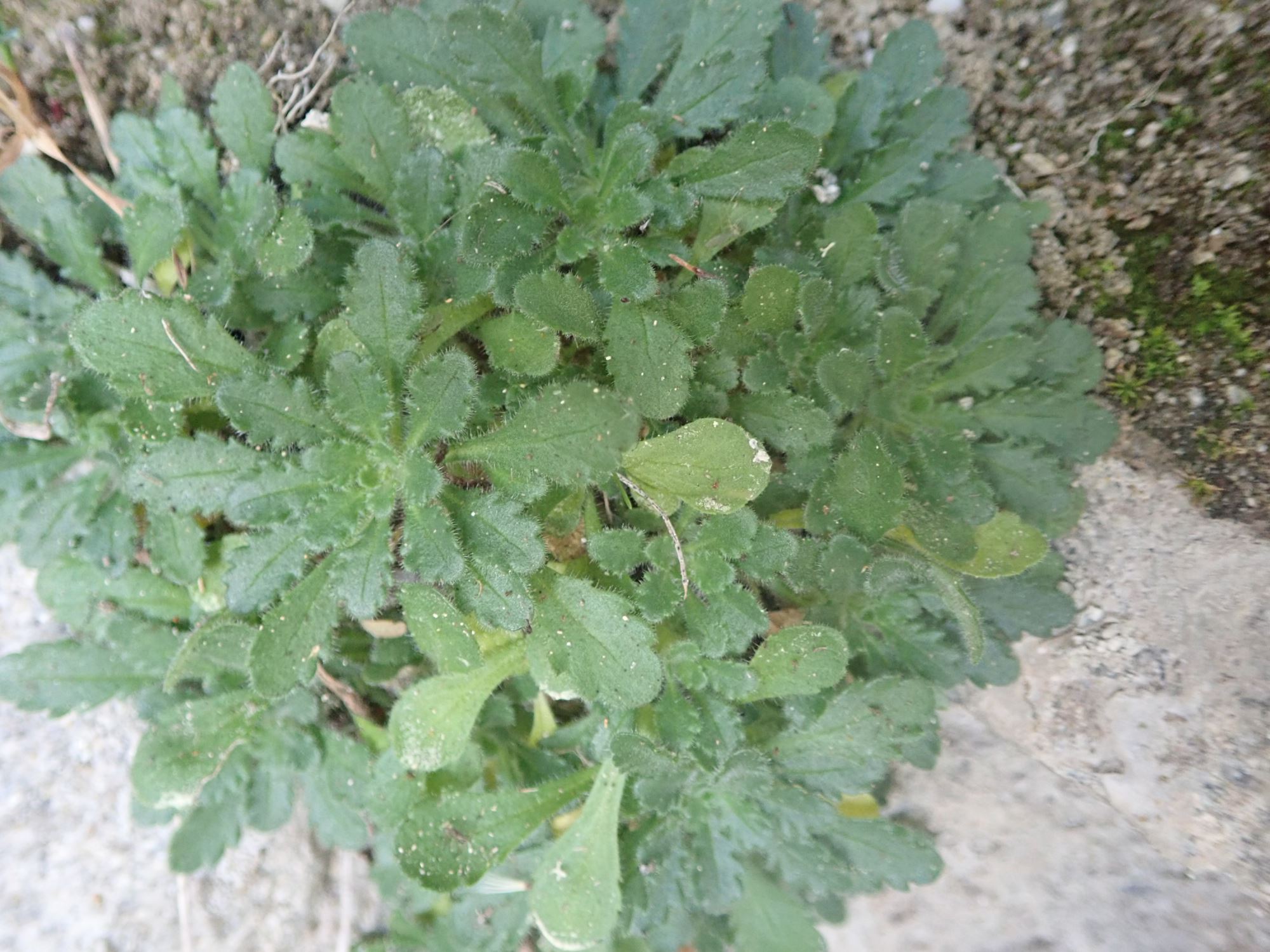 Image of Erinus alpinus