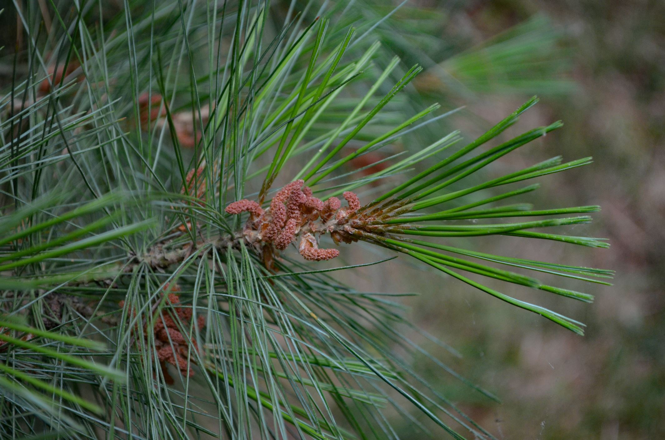 Image of Pinus Ã— holfordiana