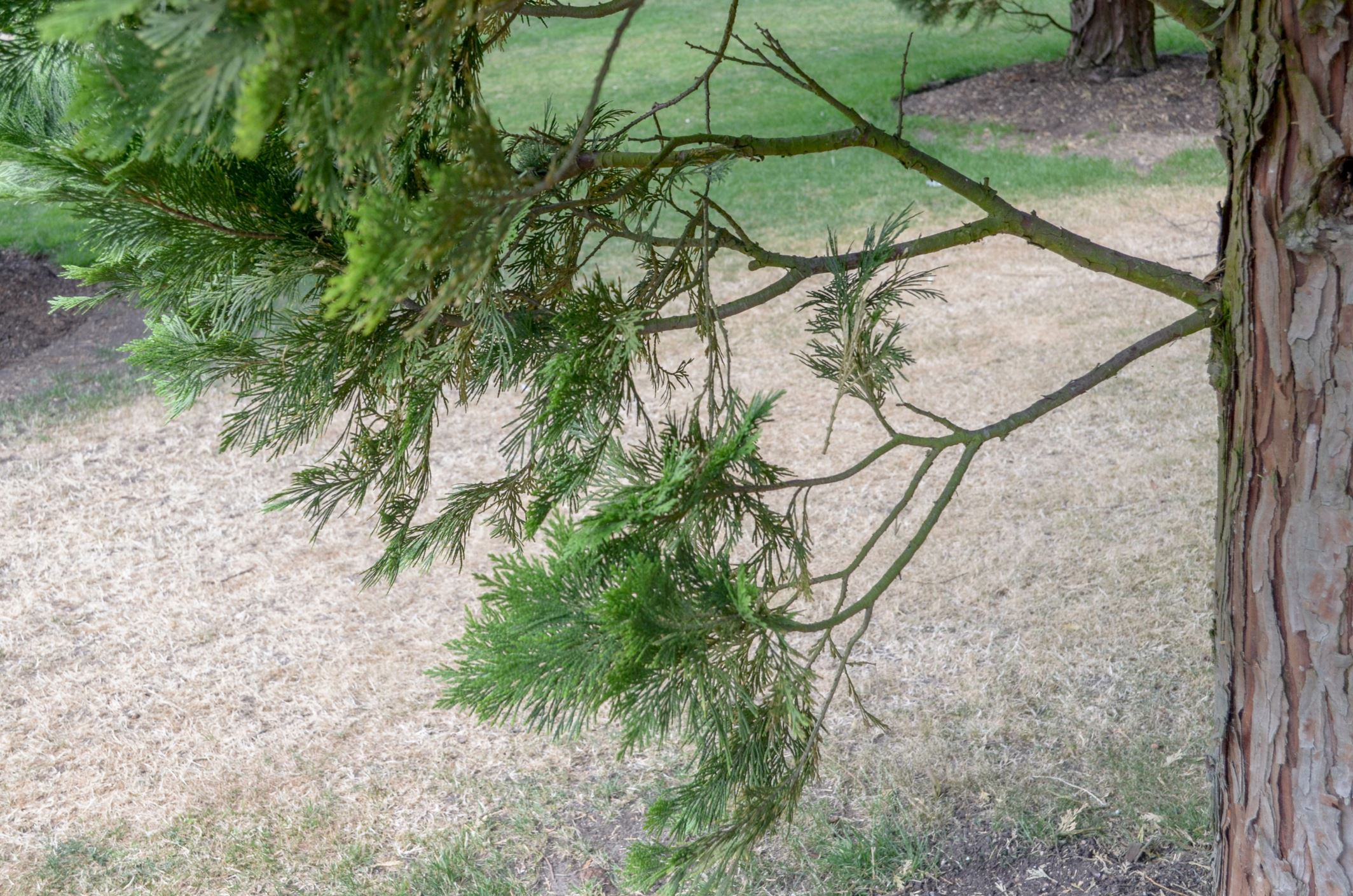 Image of Calocedrus decurrens
