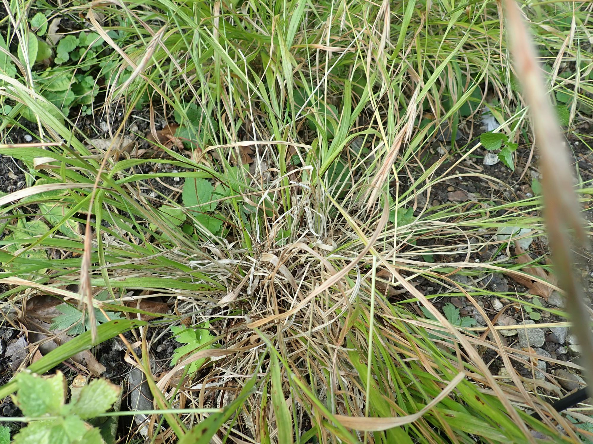 Image of Brachypodium sylvaticum