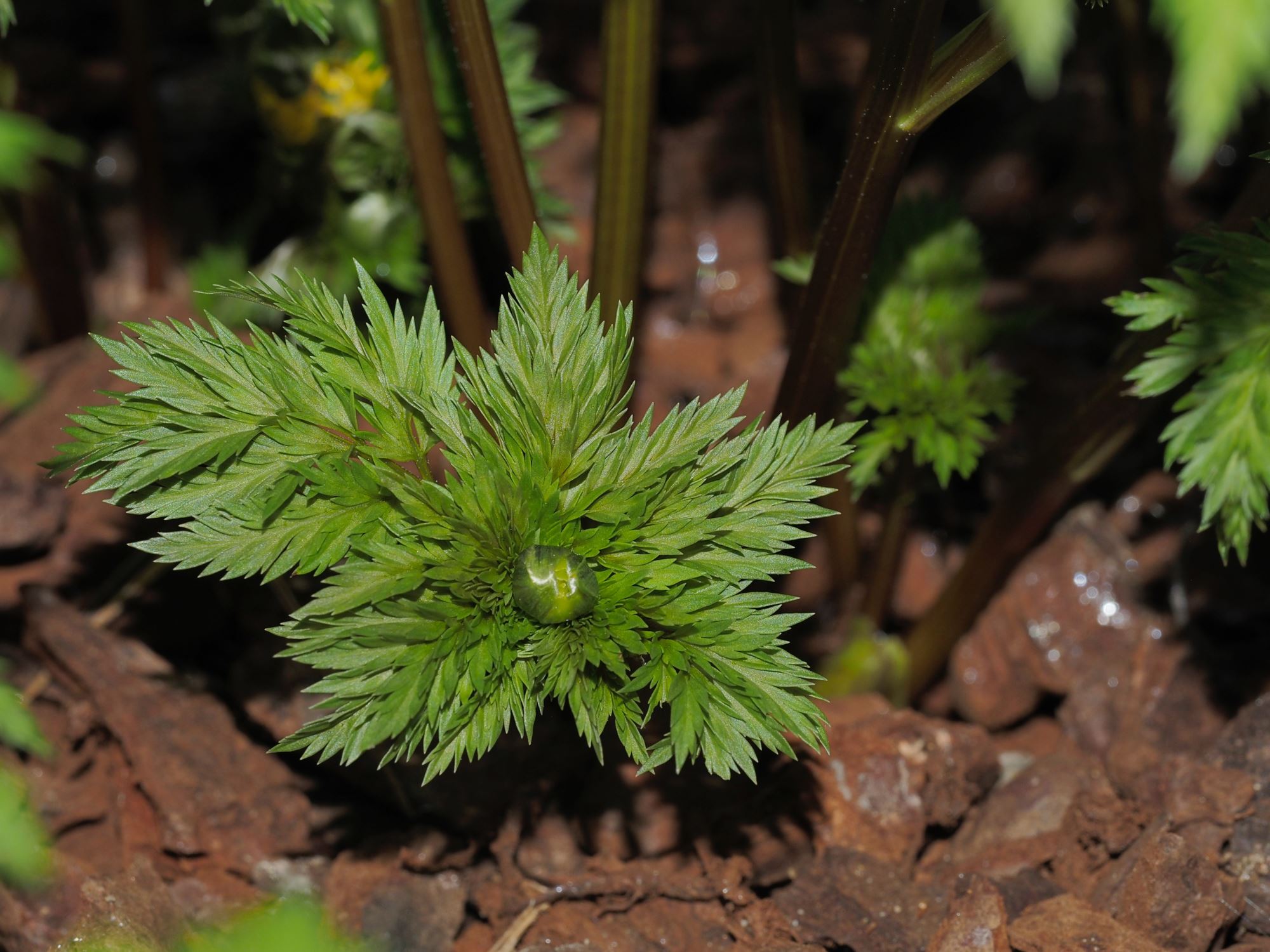 Image of Adonis amurensis