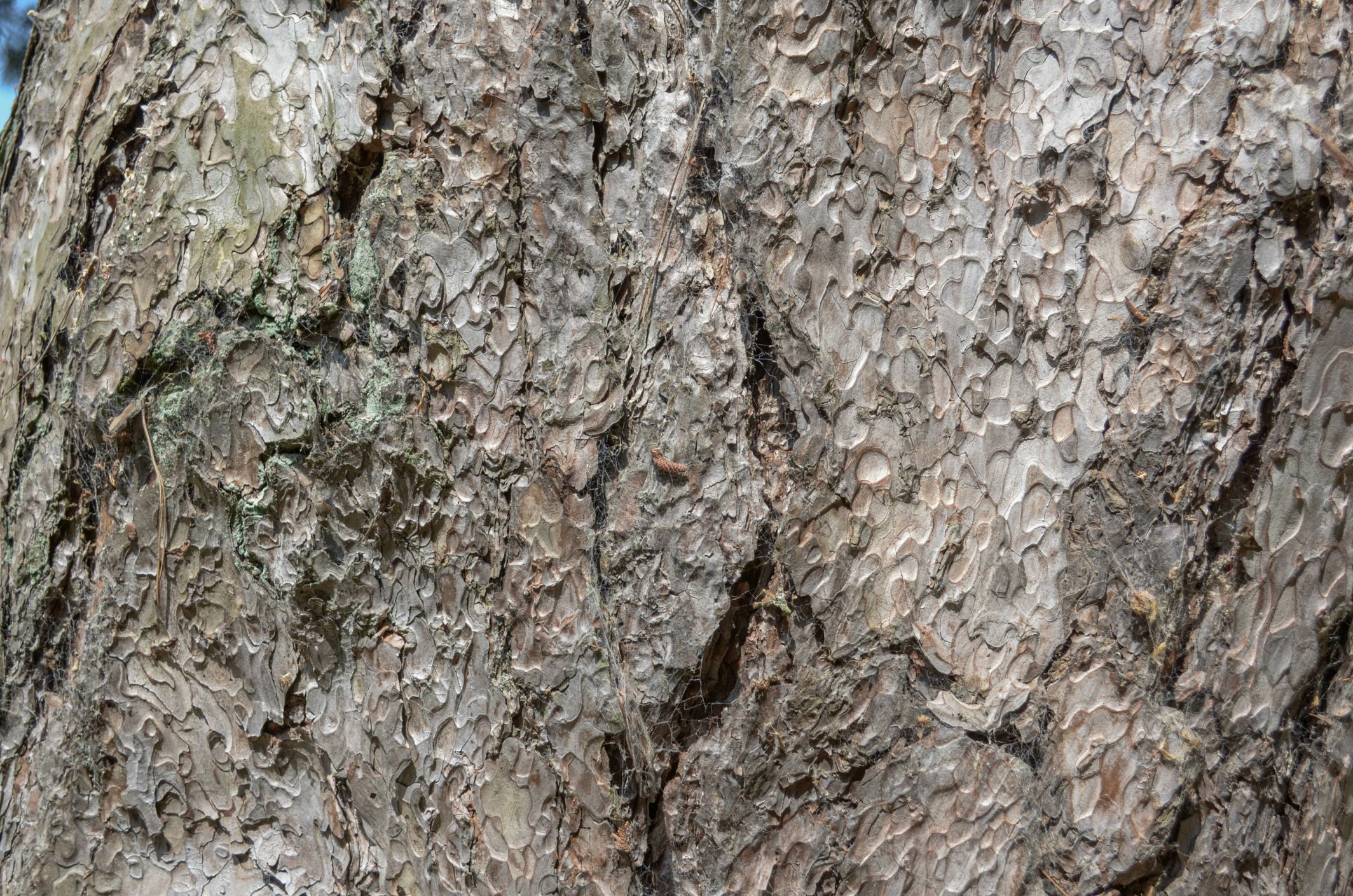 Image of Pinus nigra subsp. salzmannii