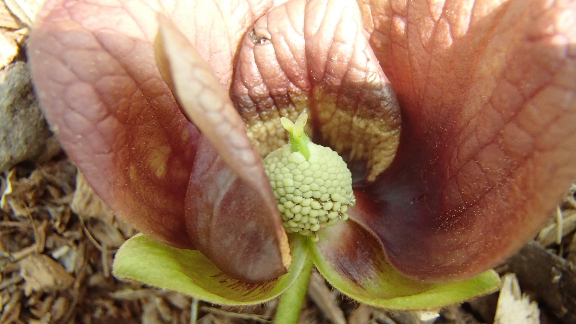 Image of Asimina triloba