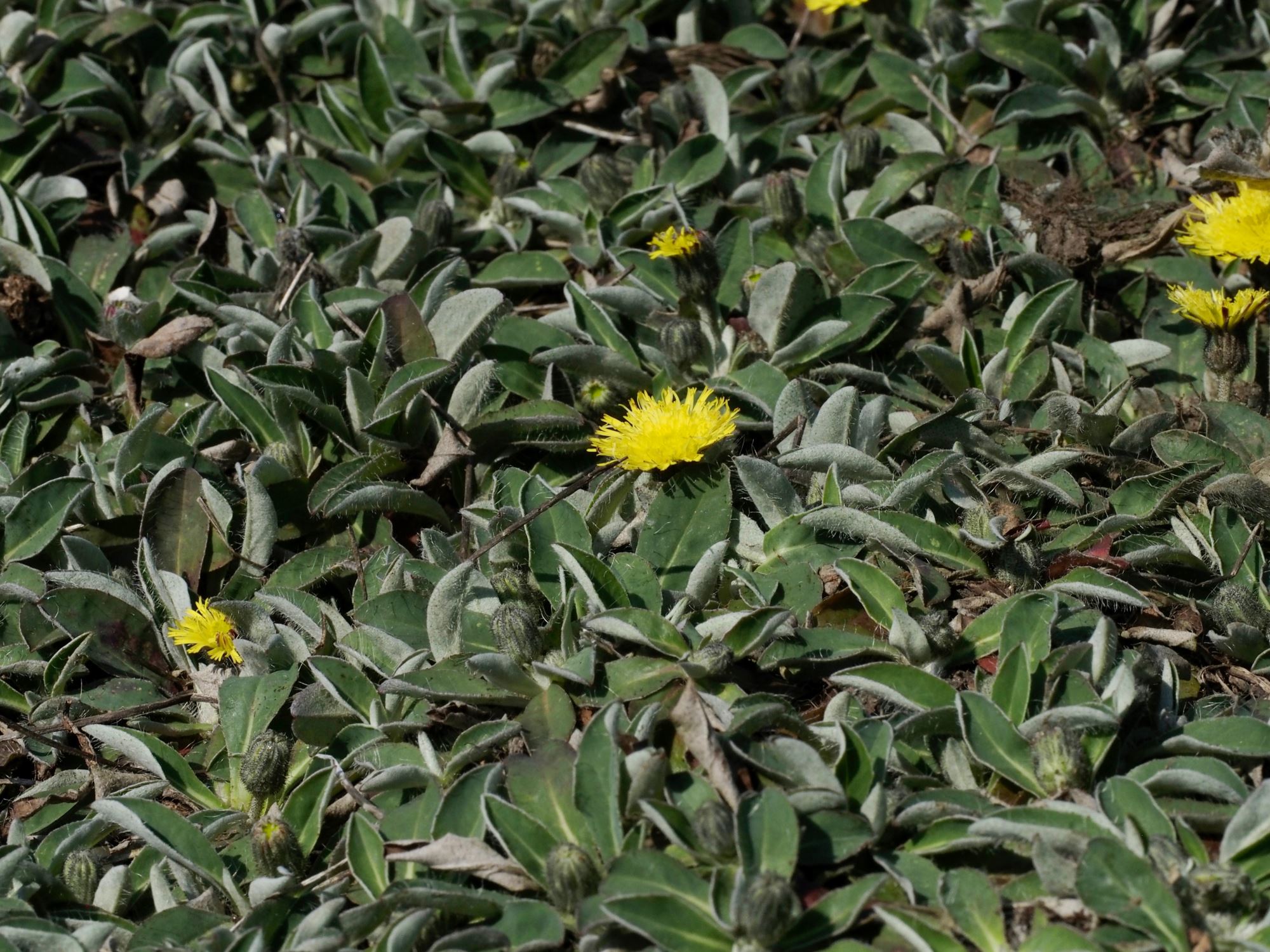 Image of Hieracium sabaudum subsp. vagum
