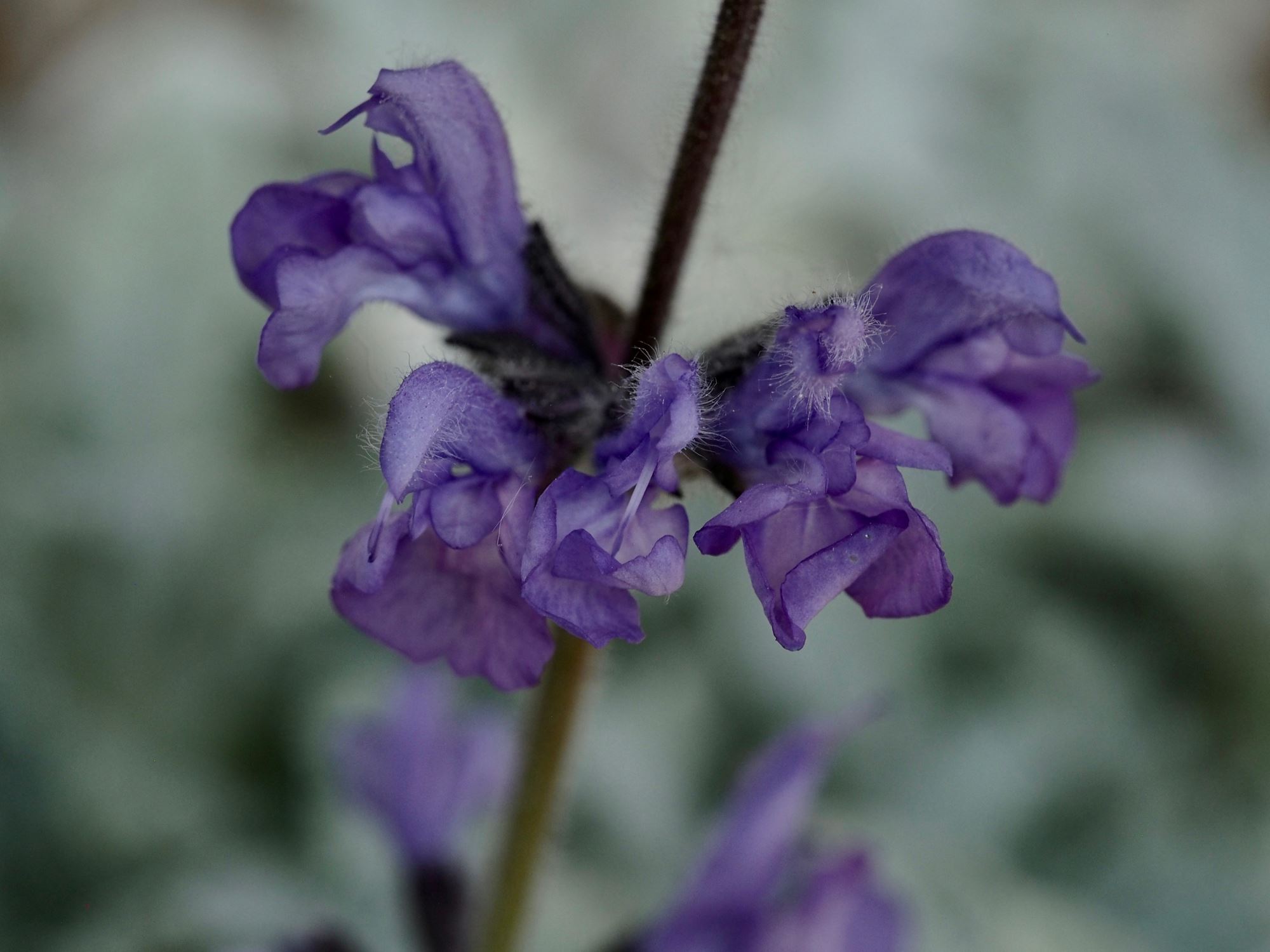 Image of Salvia cyanescens