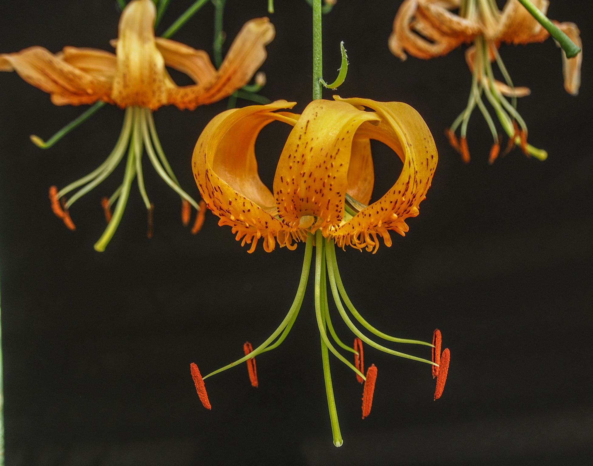 Image of Lilium henryi