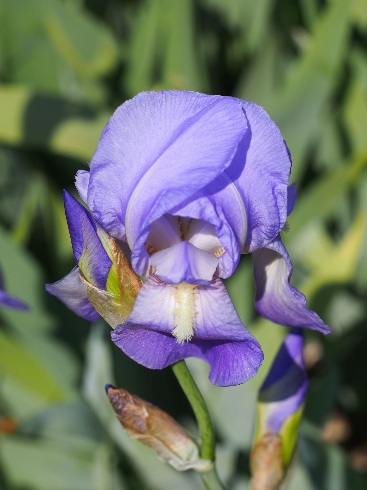 Image of Iris pallida