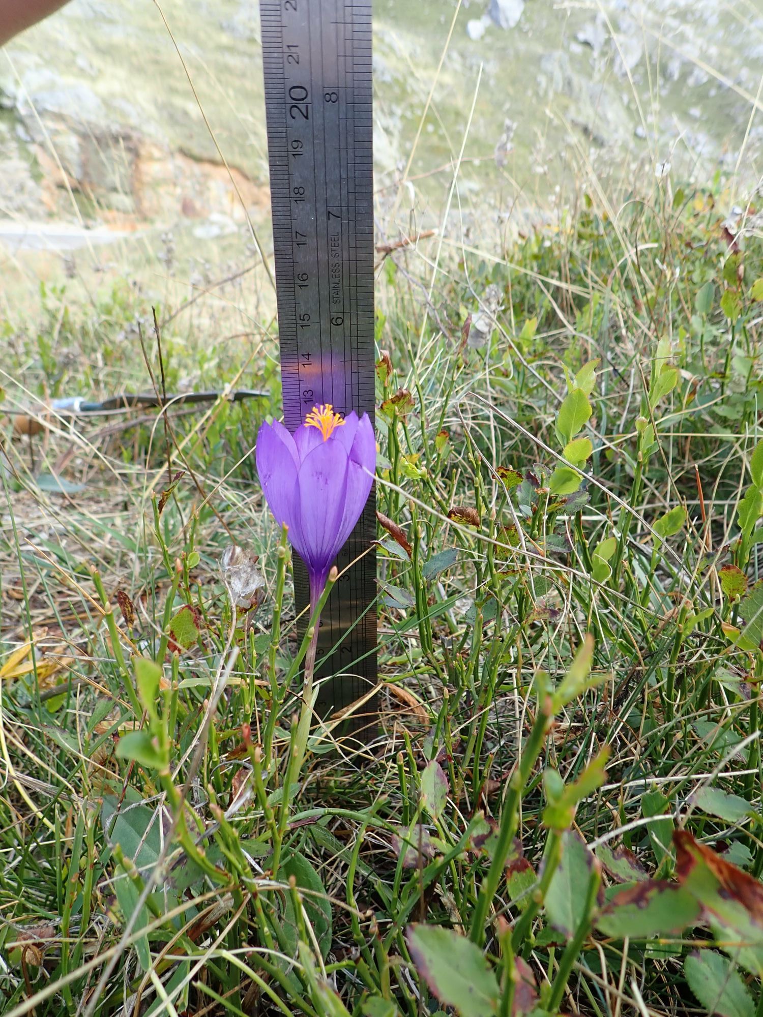 Image of Crocus vernus
