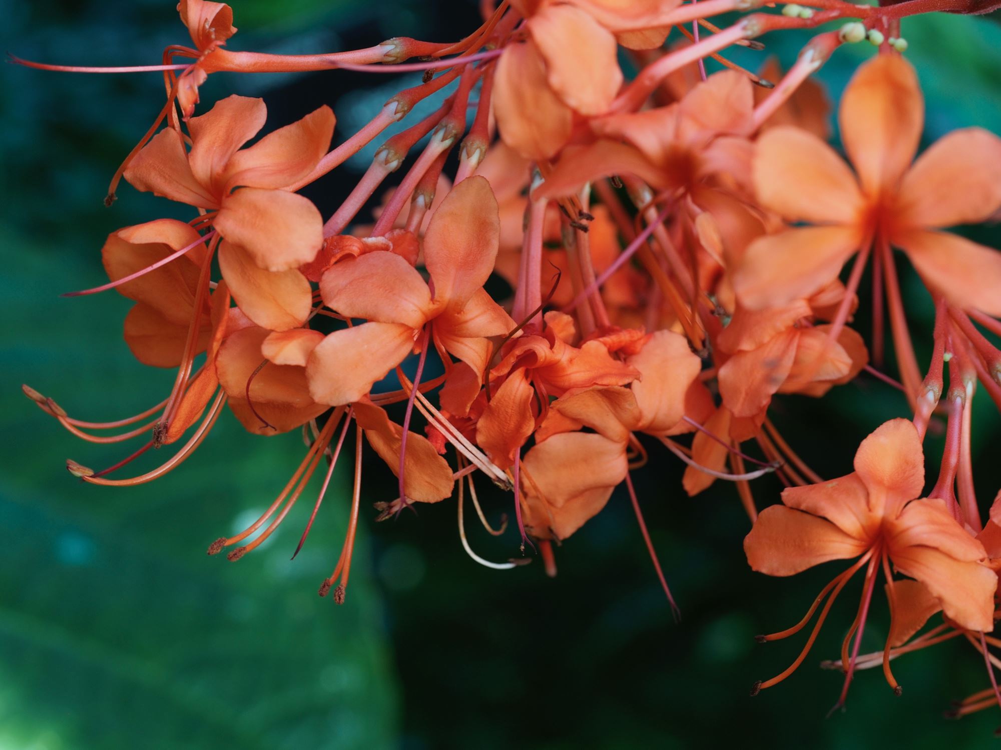 Image of Clerodendrum speciosissimum