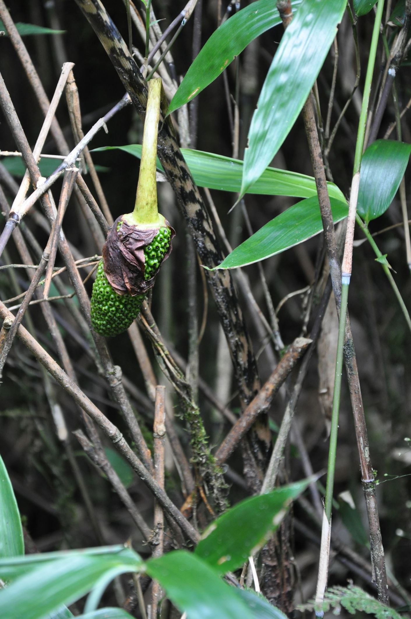Image of Arisaema sp.