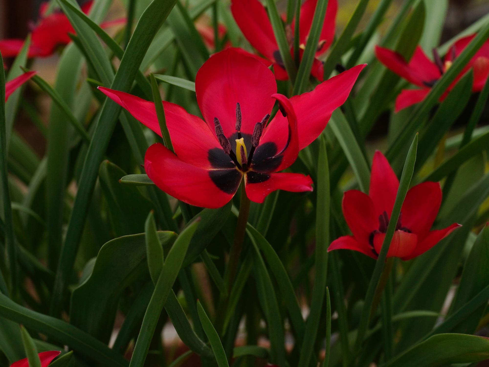 Image of Tulipa stapfii