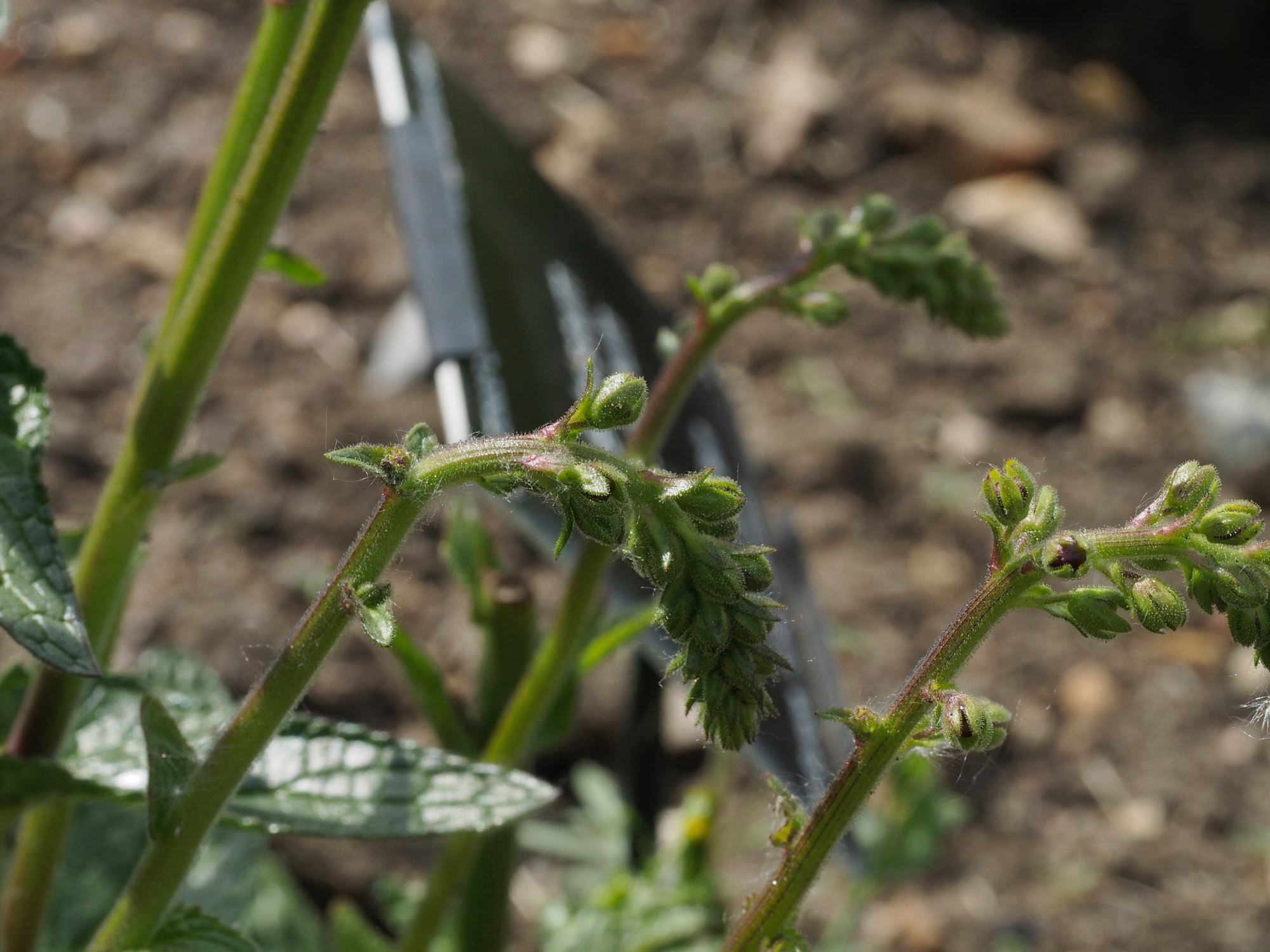 Image of Verbascum phoeniceum